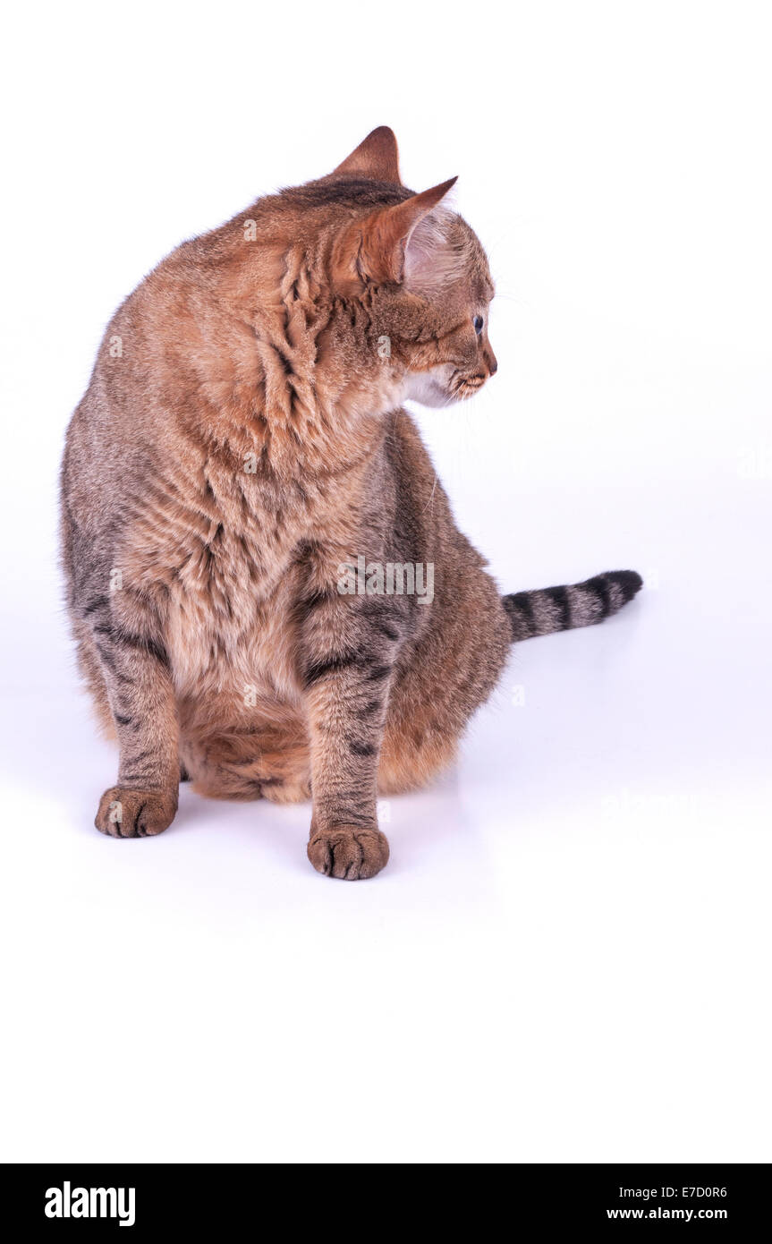 Il brasiliano di capelli corti Cat isolati su sfondo bianco Foto Stock