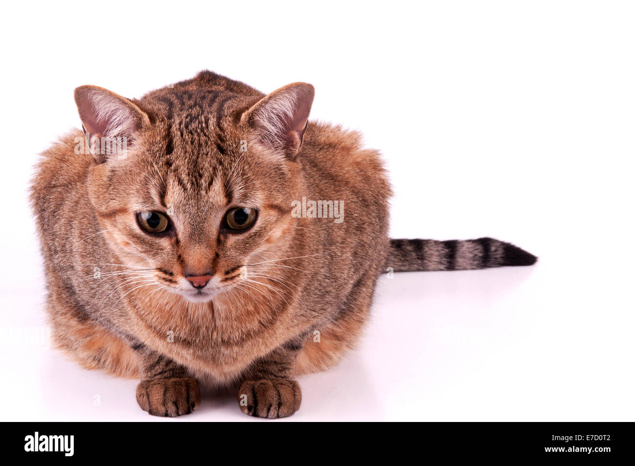 Il brasiliano di capelli corti Cat isolati su sfondo bianco Foto Stock
