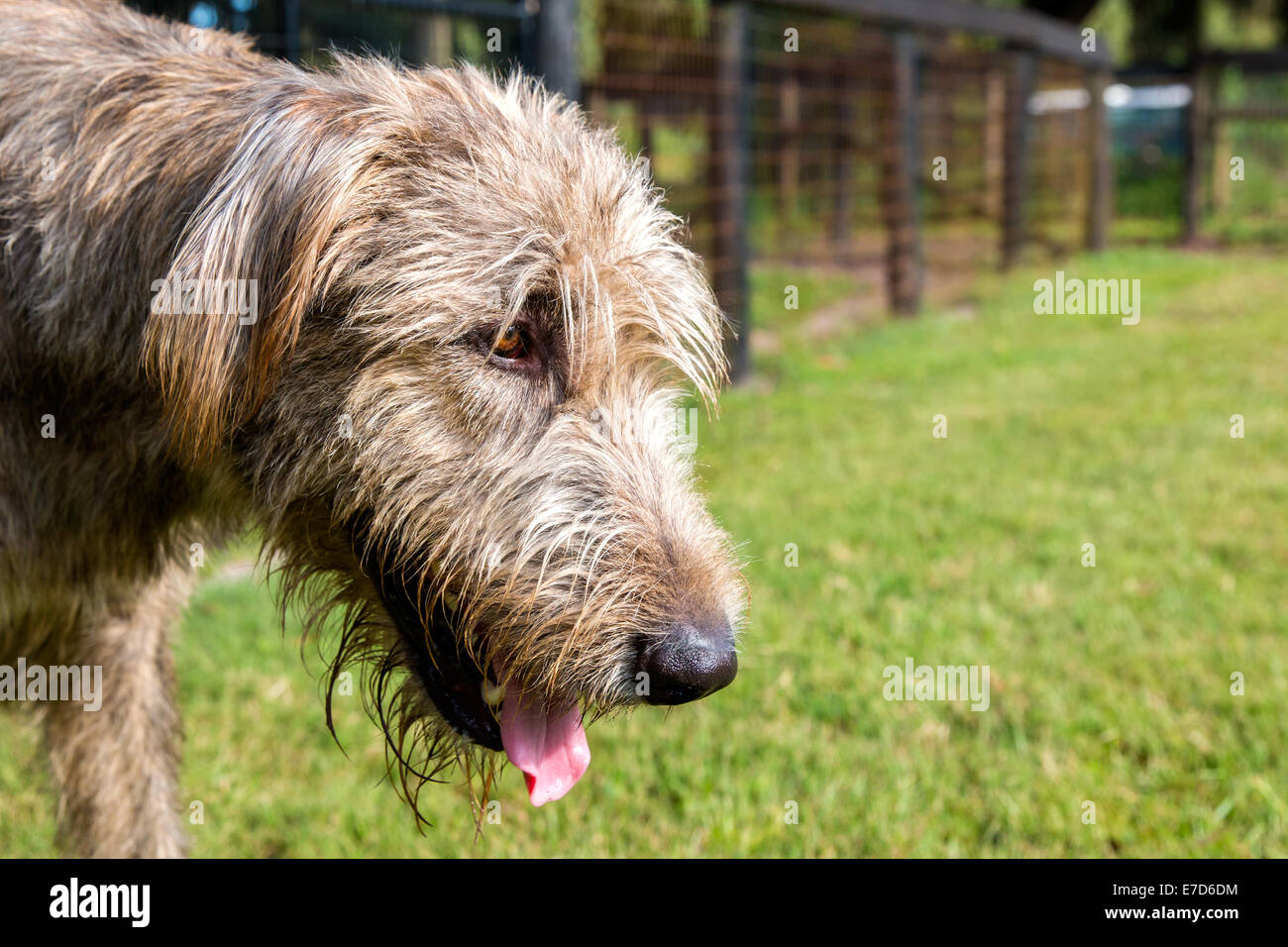 Grigio Irish Wolfhound ansimando esterno con shaggy i capelli e gli occhi marrone nel cortile recintato Foto Stock