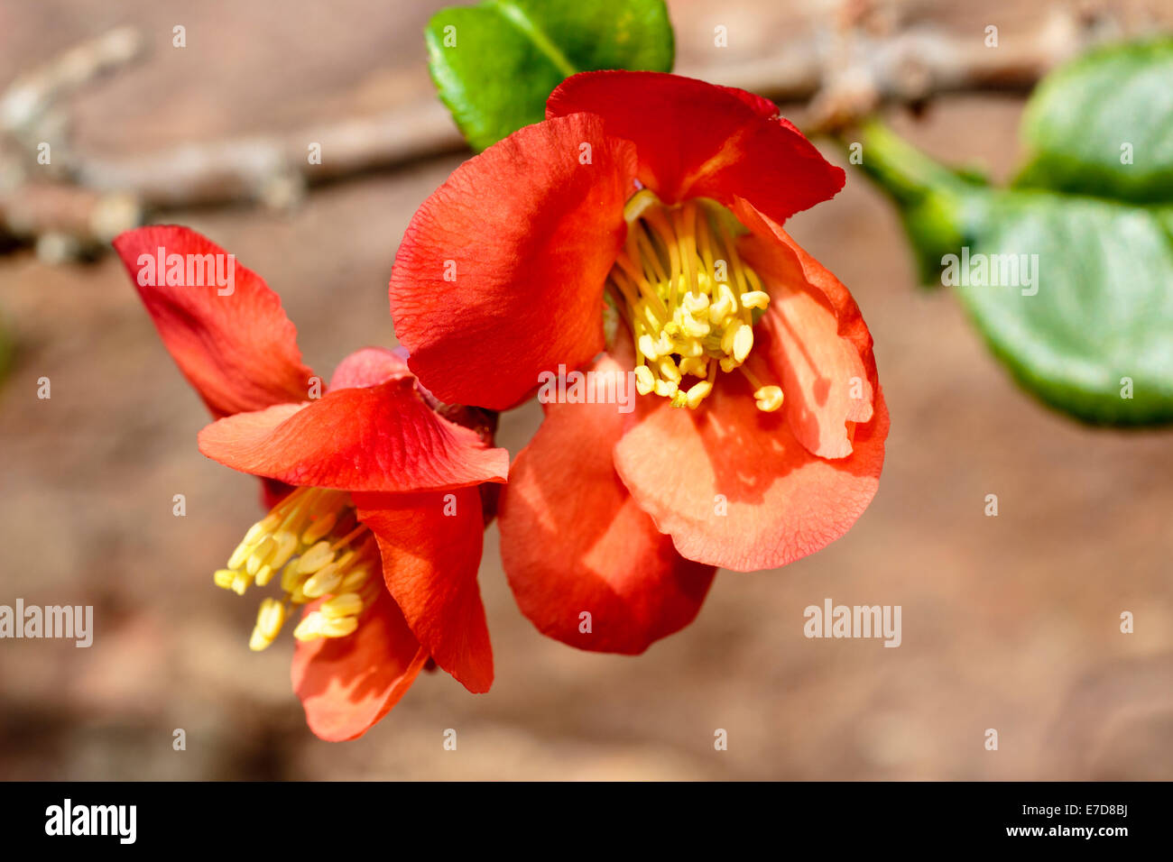 Dei Fiori di ibridi di mela cotogna giapponese, Chaenomeles x superba 'Rowallane' Foto Stock