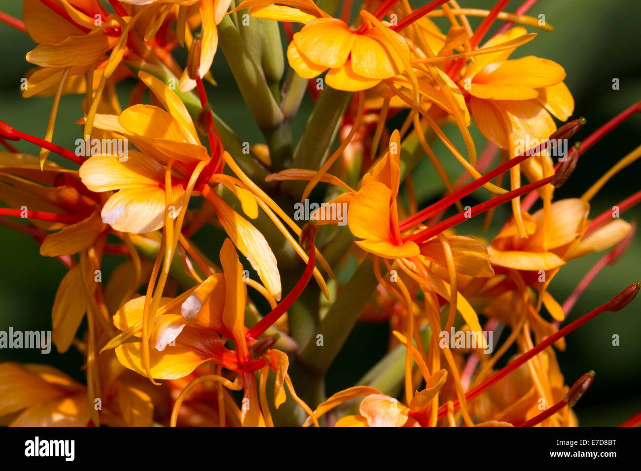 Close up dei fiori di Hedychium coccineum "Tara" Foto Stock