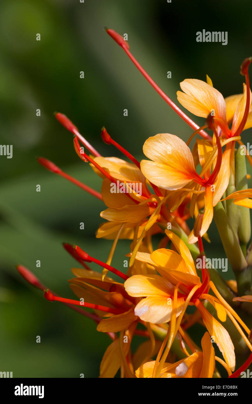 Close up dei fiori di Hedychium coccineum "Tara" Foto Stock