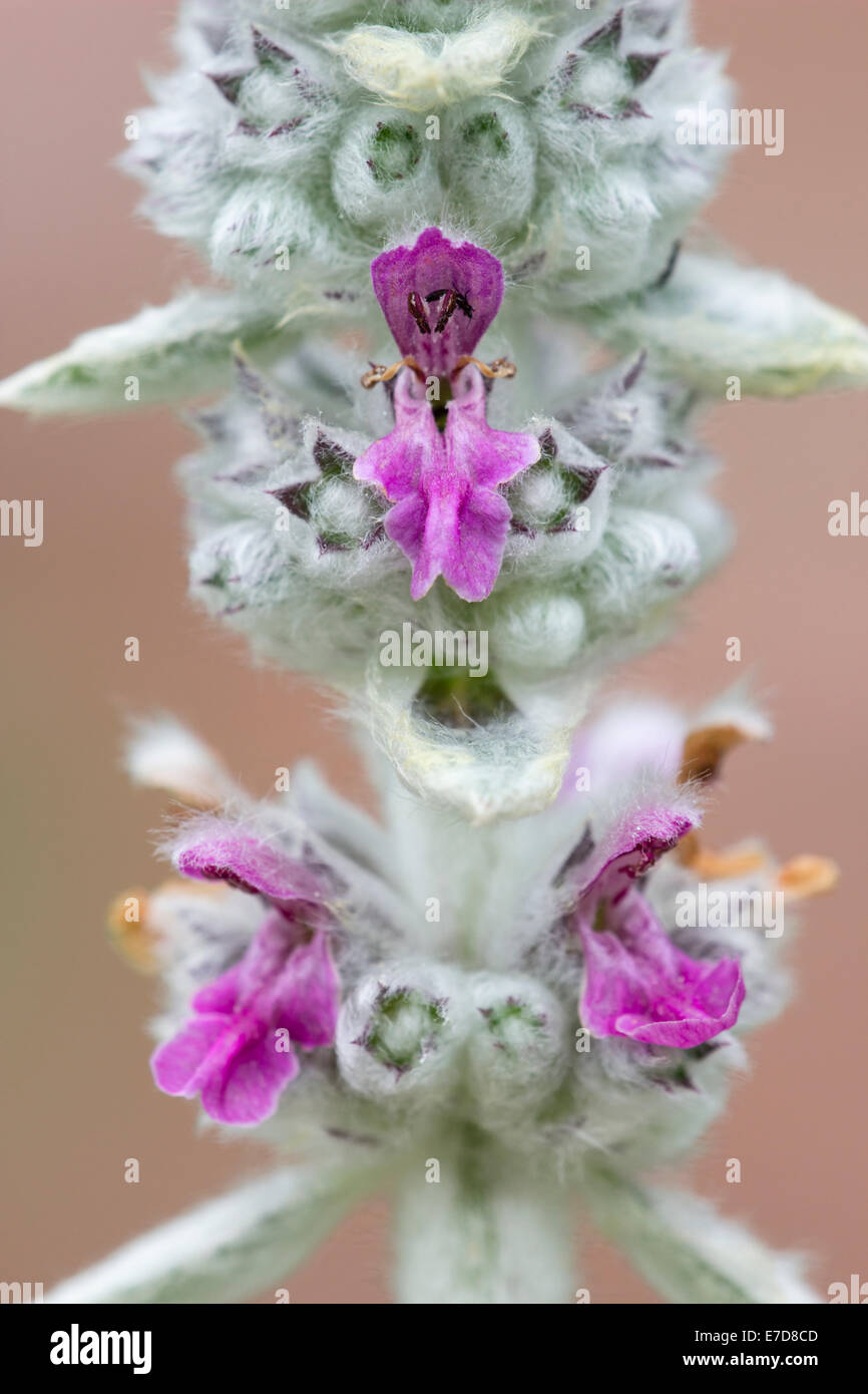 Close up dei fiori di Stachys byzantina (lanata) Foto Stock
