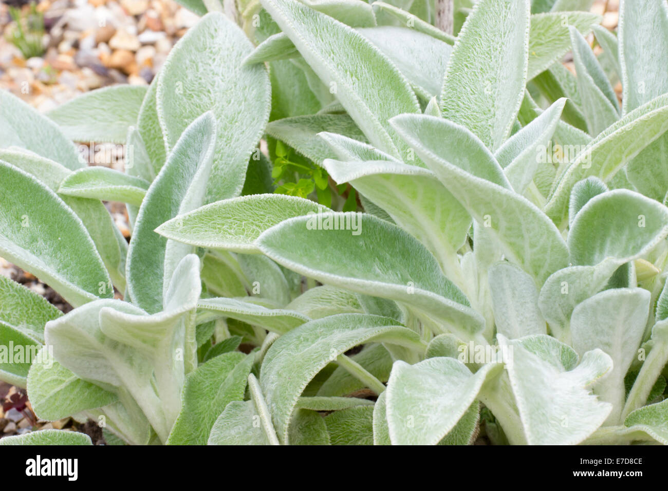 Peli argenteo soffocare il fogliame basale di Stachys byzantina (lanata) Foto Stock