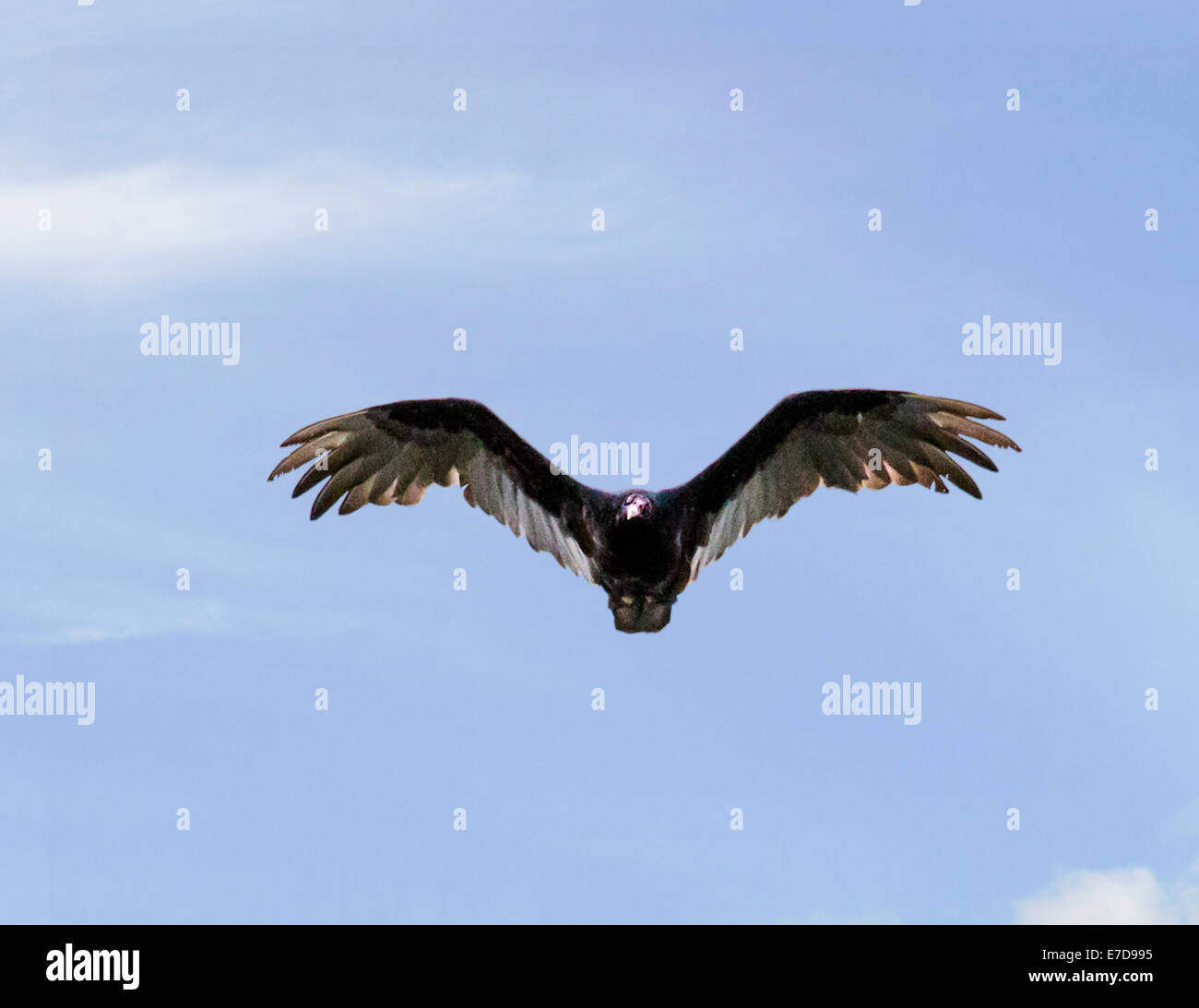 La Turchia Vulture (Cathartes aura), Turchia poiana, genere Cathartes, famiglia Cathartidae, volare contro il blu cobalto del cielo del Colorado. Foto Stock