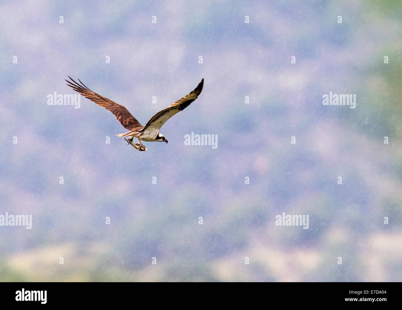 Osprey in volo portando pesci pescati, Pandion haliaetus, sea hawk, pesce eagle, fiume hawk, pesce hawk, raptor Foto Stock