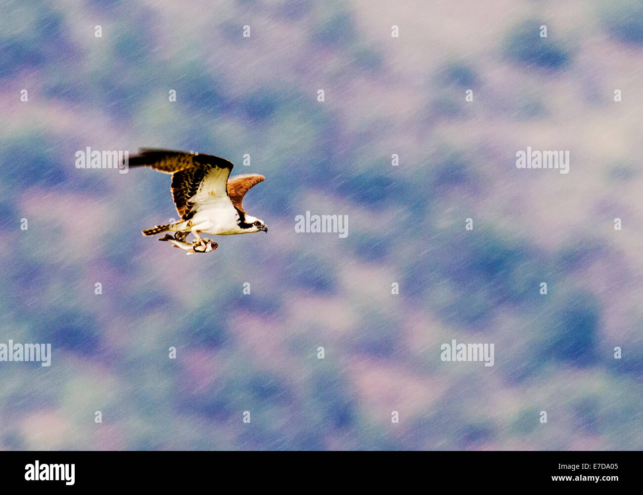 Osprey in volo portando pesci pescati, Pandion haliaetus, sea hawk, pesce eagle, fiume hawk, pesce hawk, raptor Foto Stock