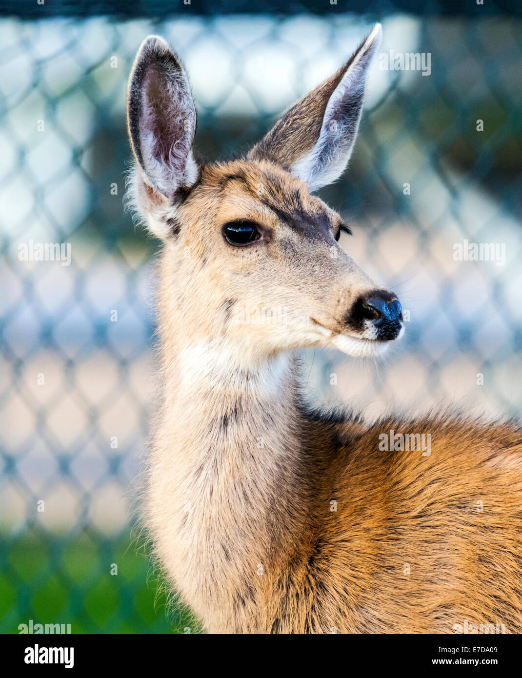 Mulo cervo o nero-tailed deer, Salida, Colorado, STATI UNITI D'AMERICA Foto Stock