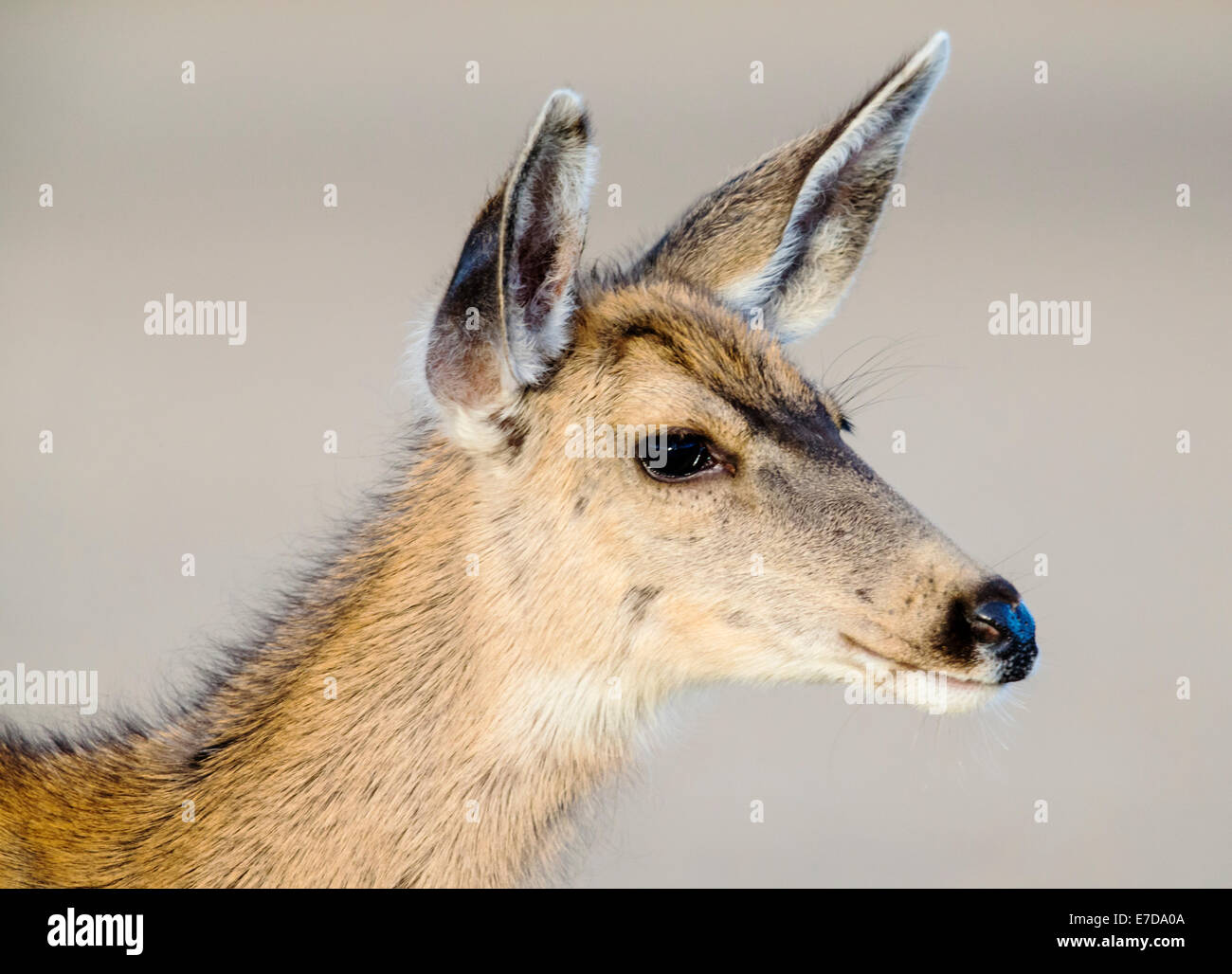 Mulo cervo o nero-tailed deer, Salida, Colorado, STATI UNITI D'AMERICA Foto Stock