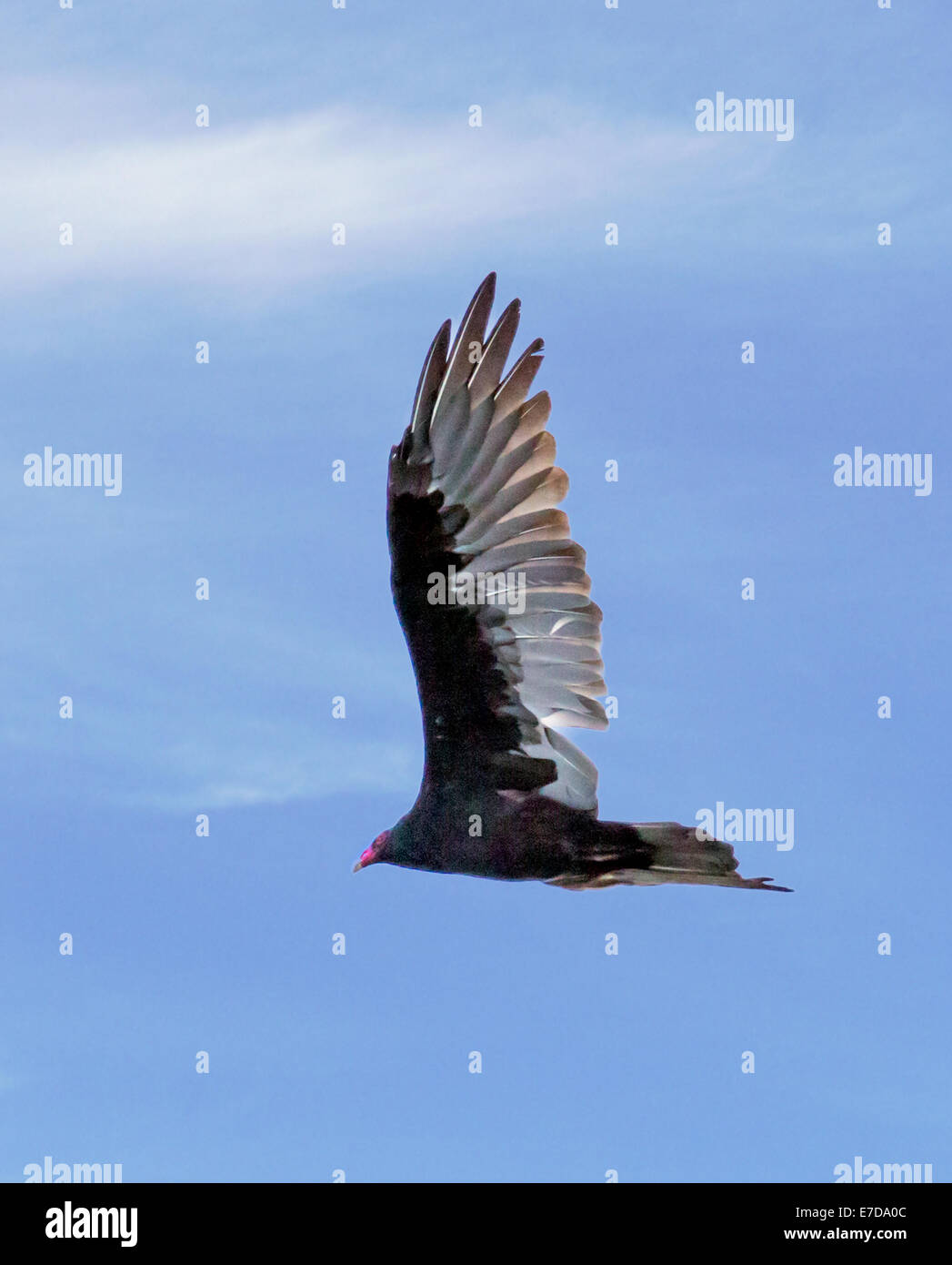 La Turchia Vulture (Cathartes aura), Turchia poiana, genere Cathartes, famiglia Cathartidae, volare contro il blu cobalto del cielo del Colorado. Foto Stock