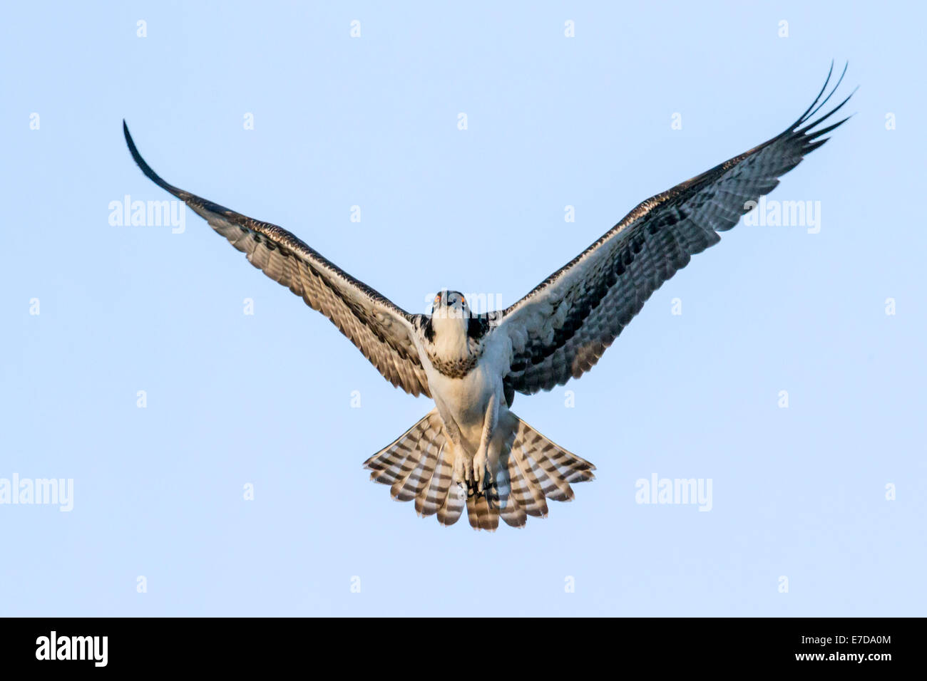 Giovani Osprey chick in volo, Pandion haliaetus, sea hawk, pesce eagle, fiume hawk, pesce hawk, raptor, Chaffee County, Colorado Foto Stock