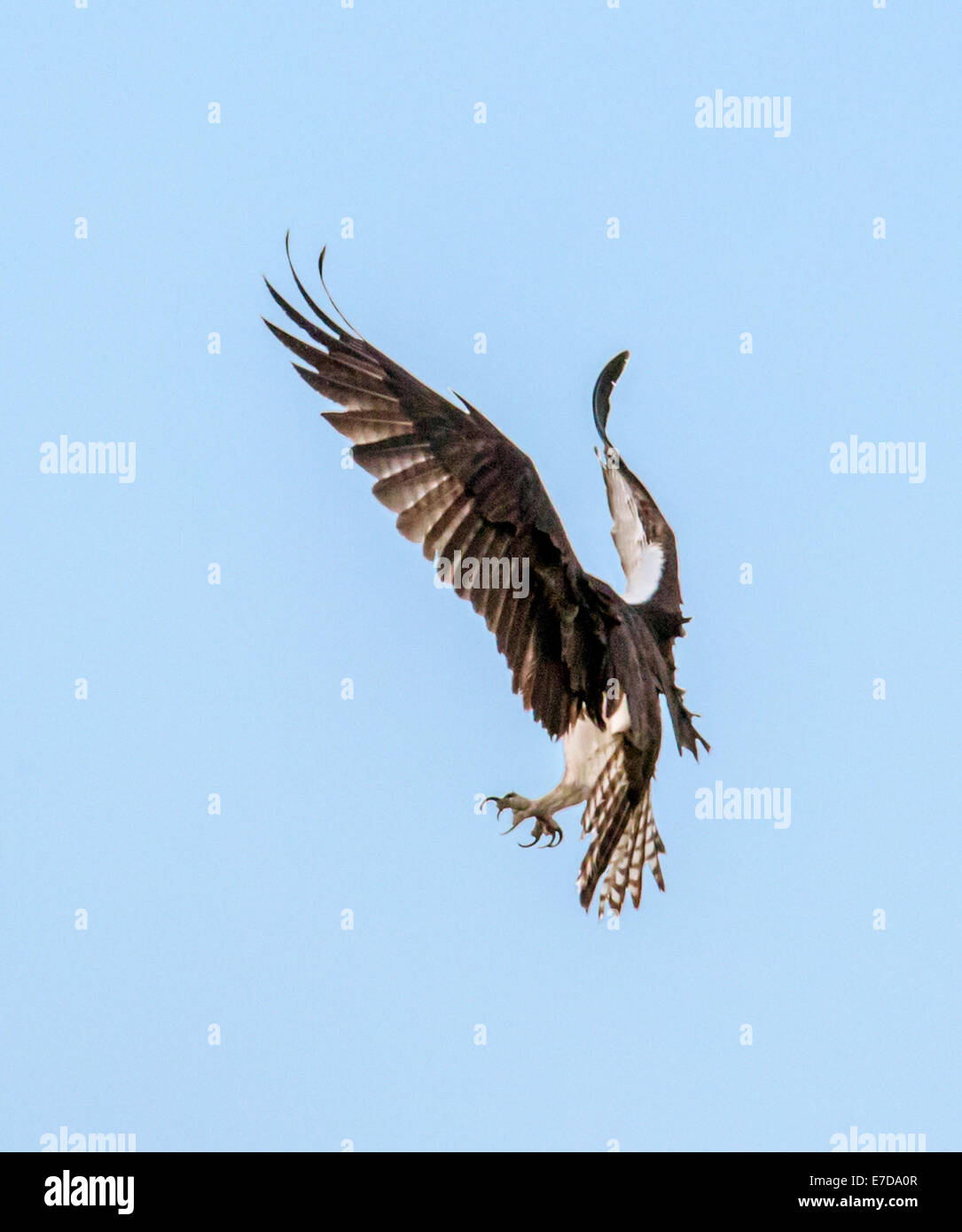 Giovani Osprey chick in volo, Pandion haliaetus, sea hawk, pesce eagle, fiume hawk, pesce hawk, raptor, Chaffee County, Colorado Foto Stock