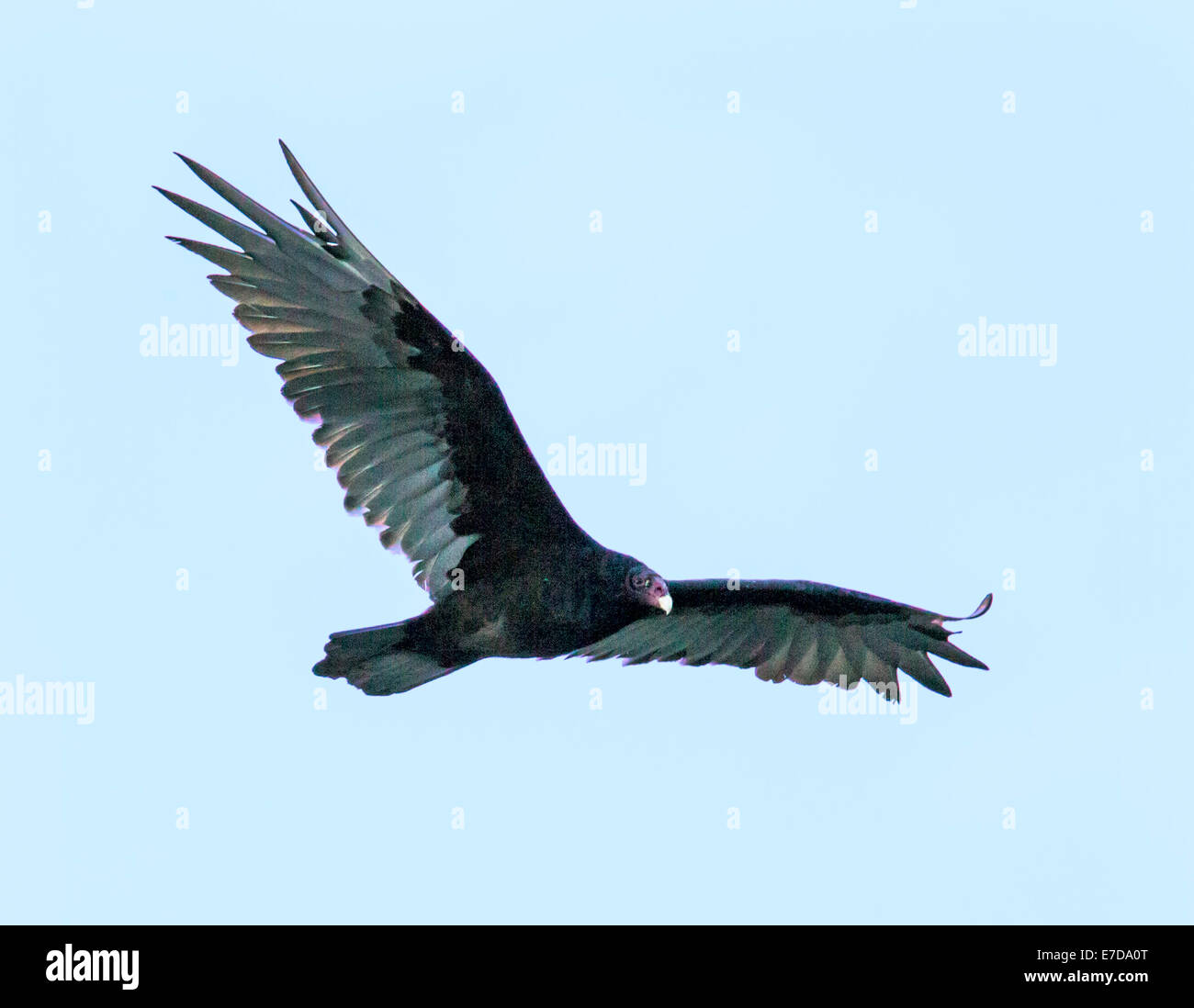 La Turchia Vulture (Cathartes aura), Turchia poiana, genere Cathartes, famiglia Cathartidae, volare contro il blu cobalto del cielo del Colorado. Foto Stock