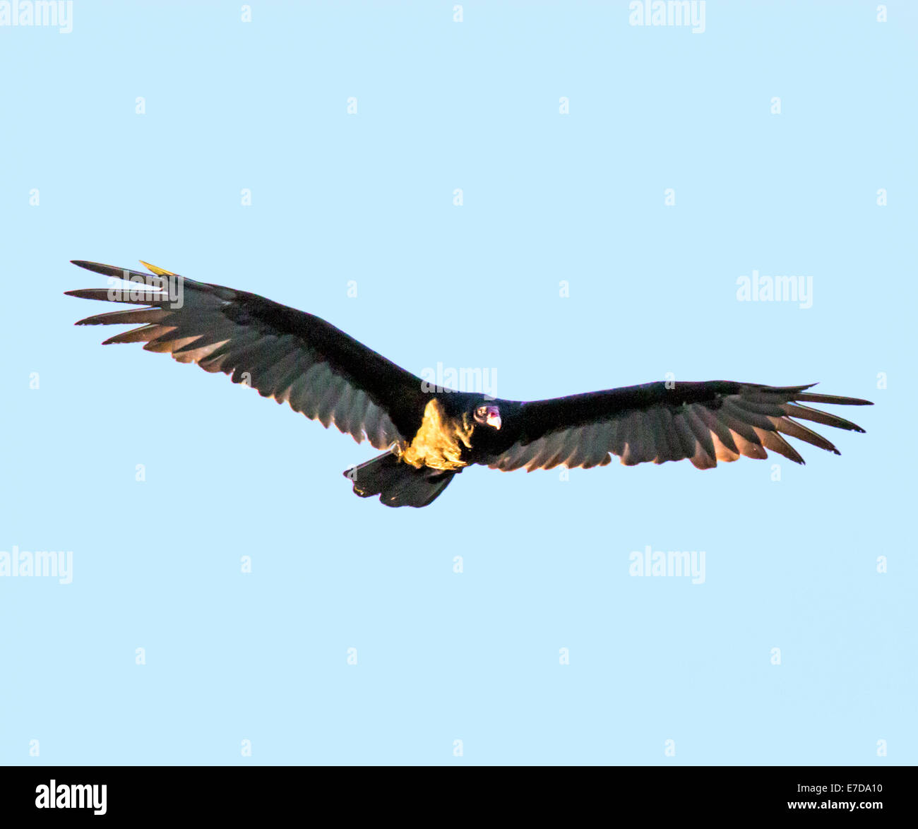 La Turchia Vulture (Cathartes aura), Turchia poiana, genere Cathartes, famiglia Cathartidae, volare contro il blu cobalto del cielo del Colorado. Foto Stock