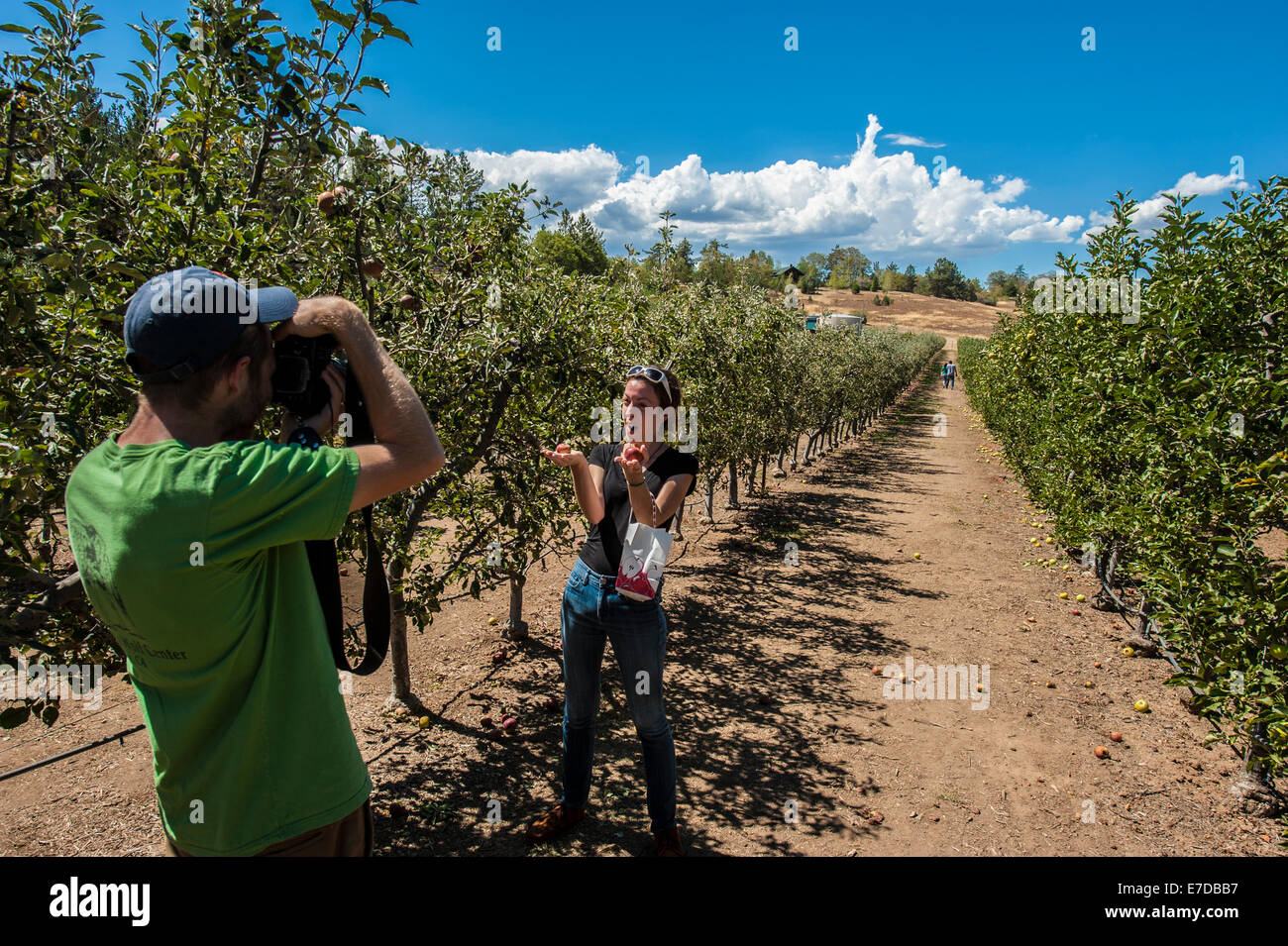 Julian, CA, Stati Uniti d'America. Xiv Sep, 2014. A dispetto delle temperature roventi nella California del Sud, l'apple stagione della raccolta è in pieno svolgimento. Molti frutteti di invitare i clienti a scegliere le proprie mele e pagare per sacchetto. Fotografie da Volcan Valley Apple Farm, il più grande U-Pick frutteto di Julian, una sessantina di chilometri a est di San Diego. Credito: Henryk Kotowski/Alamy Live News Foto Stock