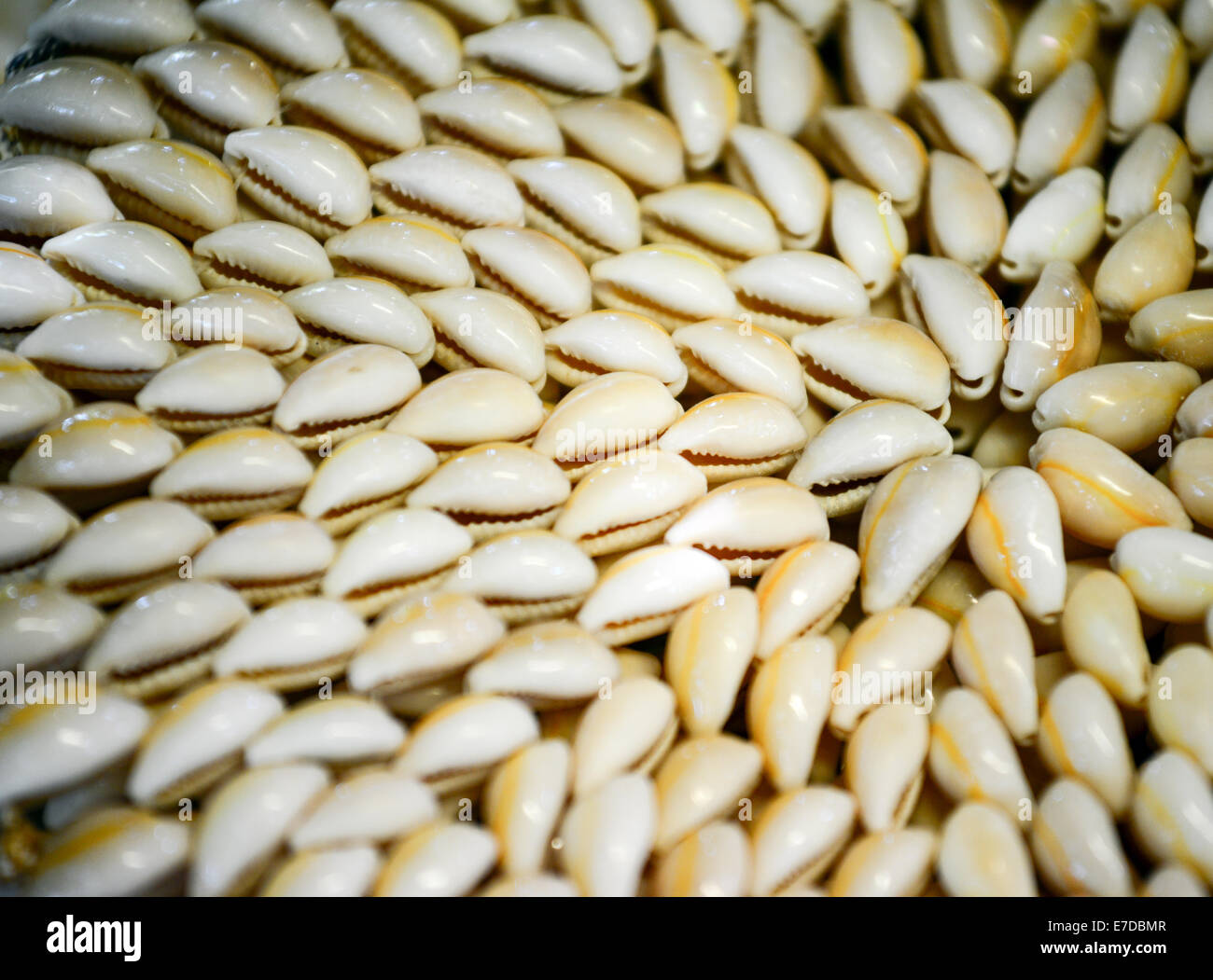 Piccole conchiglie di mare Foto Stock