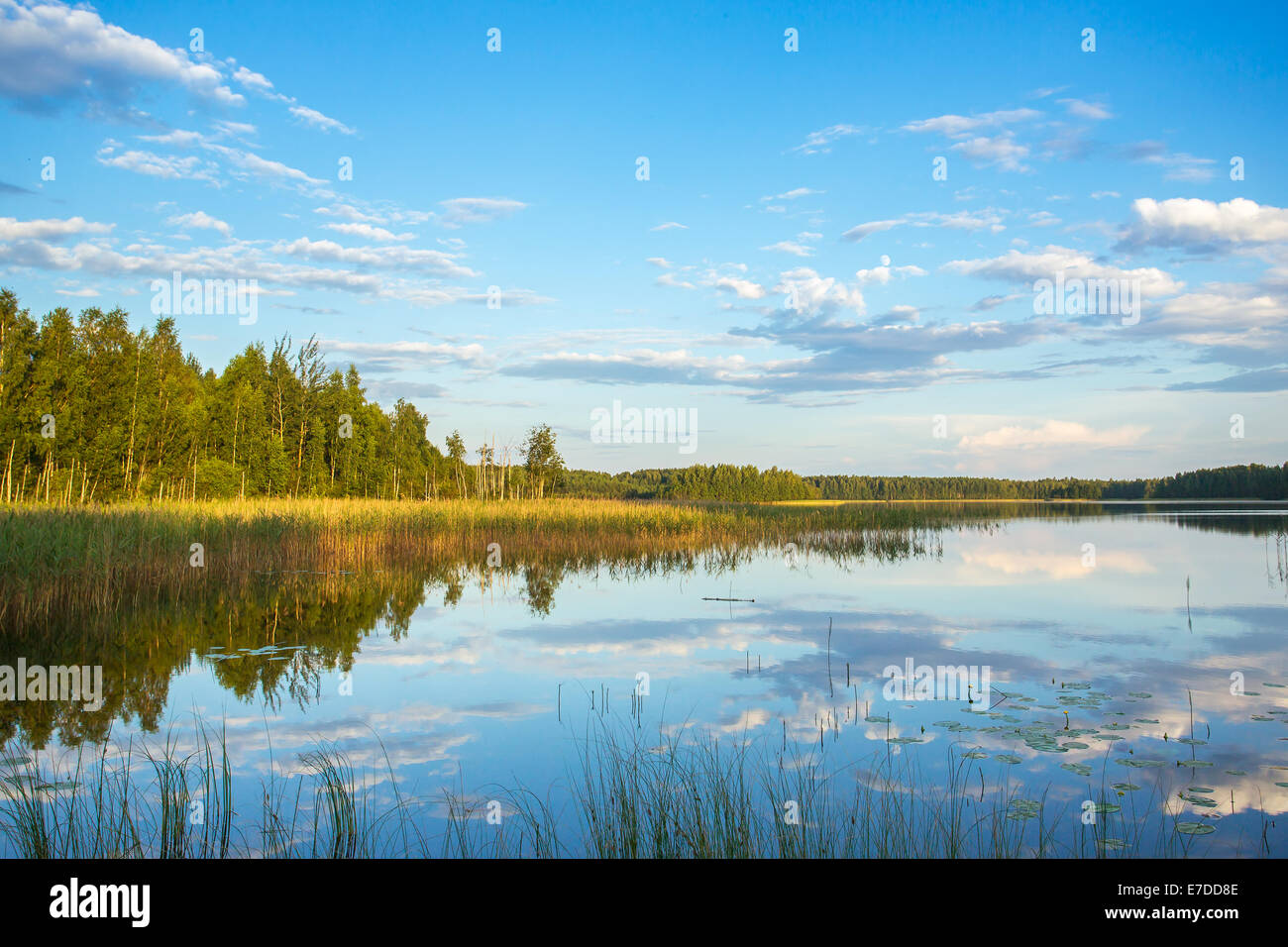 Il lago nella foresta paesaggio estivo Foto Stock