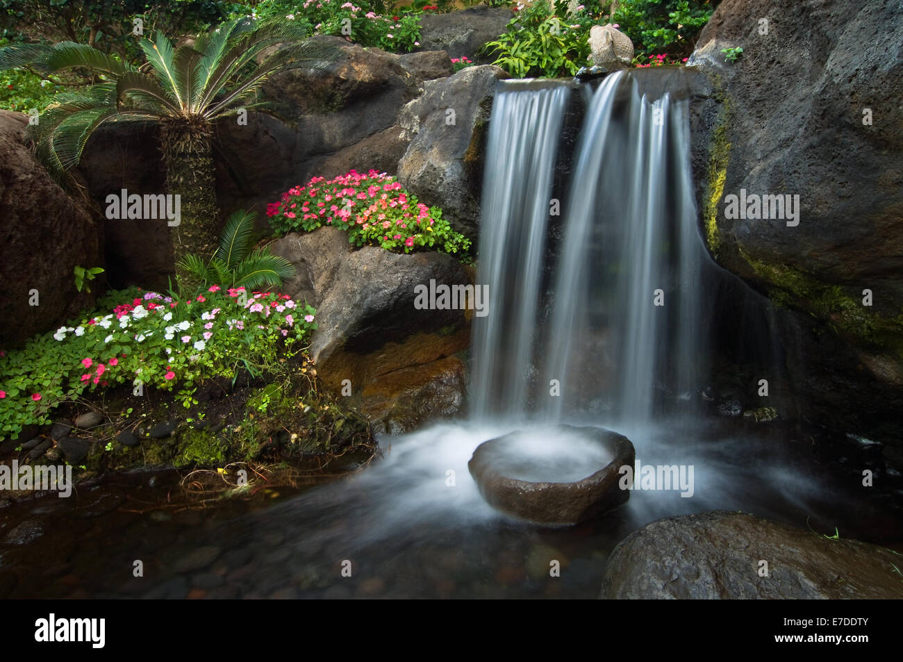 Fiori e palme circondano una tranquilla cascata all'interno di un giardino giapponese. Foto Stock