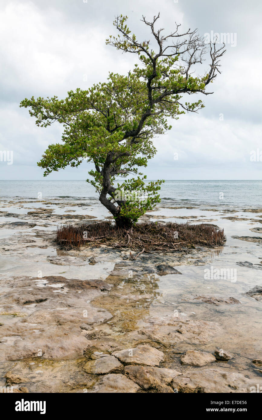 Un unico albero di mangrovie è aggrappato alla roccia Coral reef a bassa marea riflessa nelle acque poco profonde sotto un burrascoso Florida Keys sky. Foto Stock