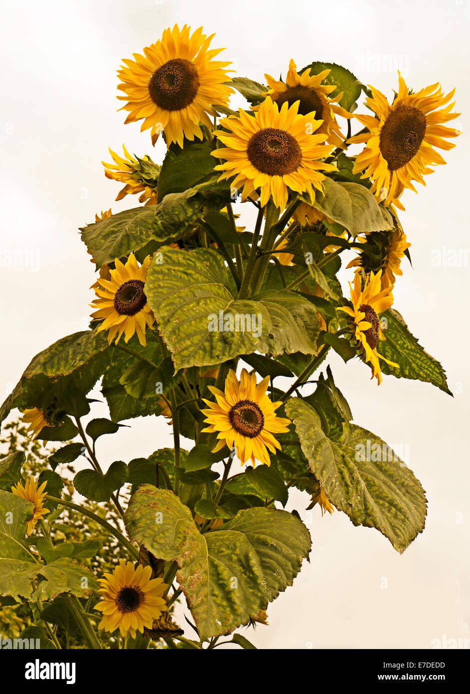 Multi fioritura di semi di girasole in fiore Foto Stock