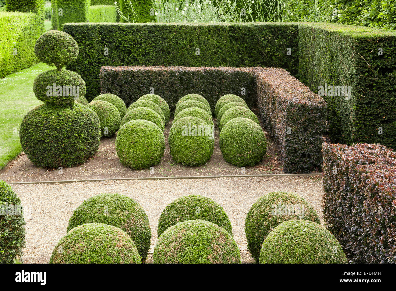 East Ruston Old Vicarage gardens, Norfolk, Regno Unito. Perfettamente agganciato yew, faggio e nella casella di boccole in Stock di confine Foto Stock