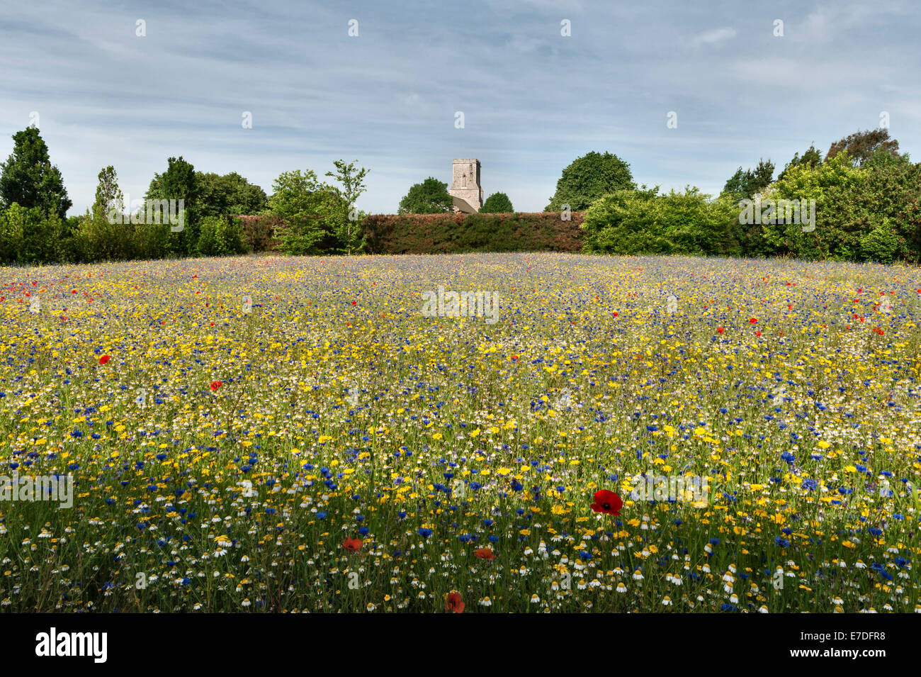 East Ruston Old Vicarage gardens, Norfolk, Regno Unito. La Cornfield è piantato con una miscela di vecchio cornfield erbacce, cambiato annualmente Foto Stock