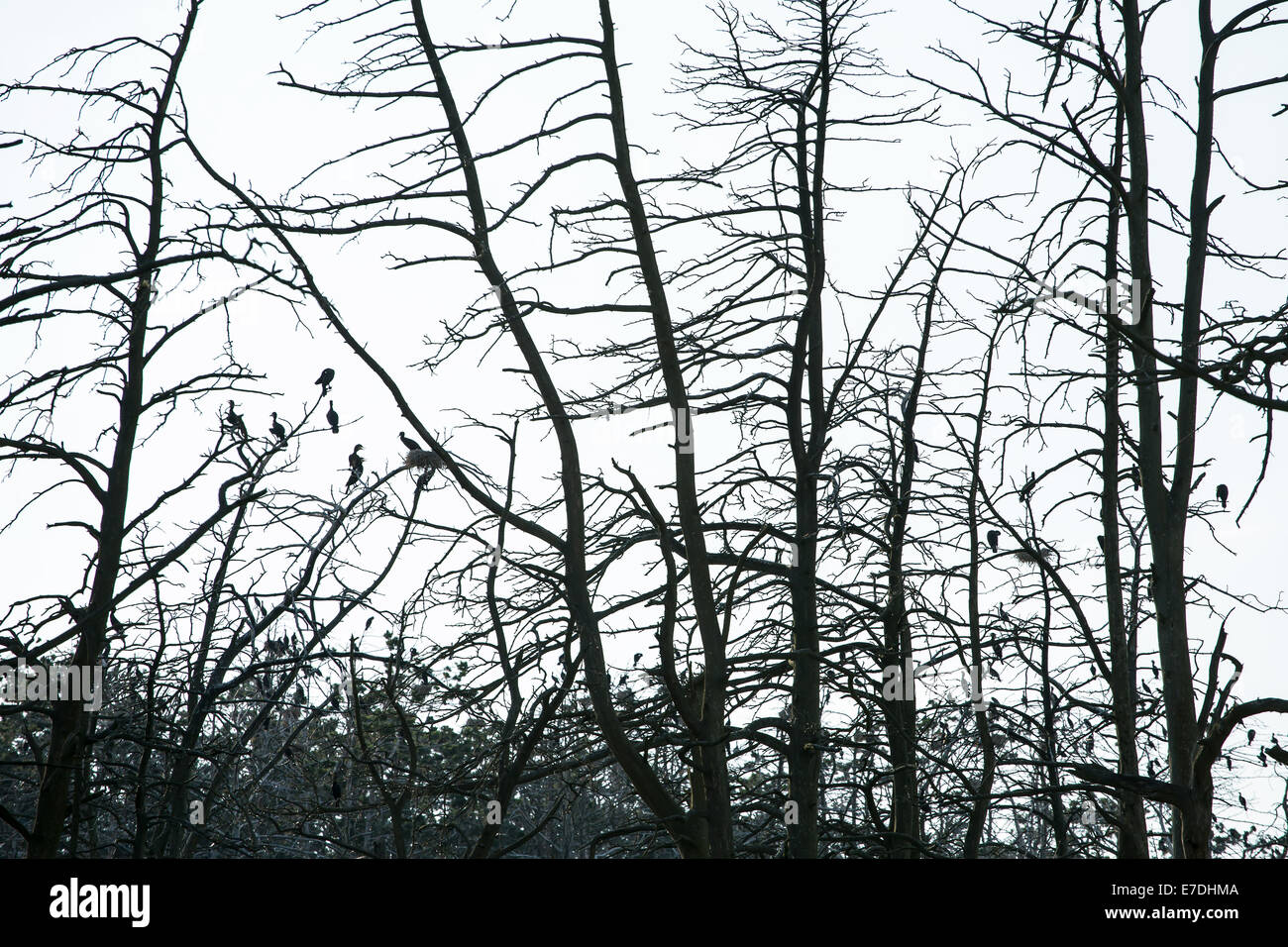 Silhouette di alberi con gli uccelli sui rami Foto Stock