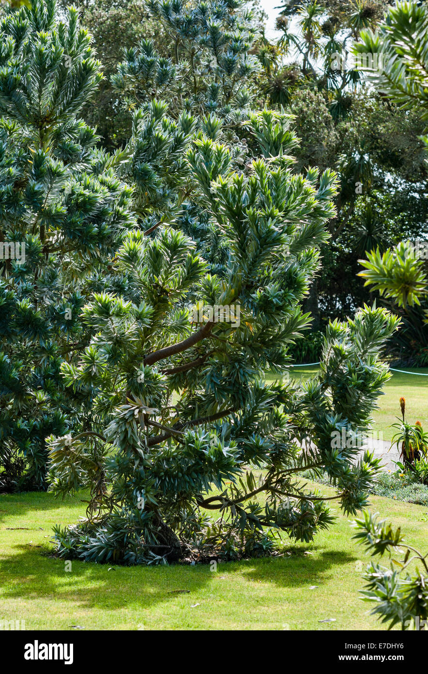 Tresco Abbey giardino, isole Scilly, UK. Leucadendron argenteum (silver tree, silvertree) Foto Stock