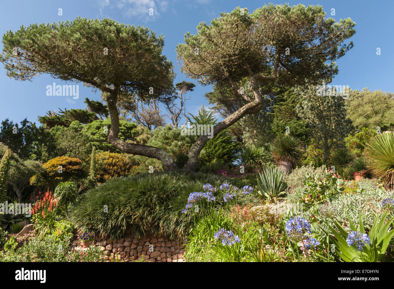 Tresco Abbey giardino, isole Scilly, UK. Alberi di pino contribuiscono a dare riparo Foto Stock