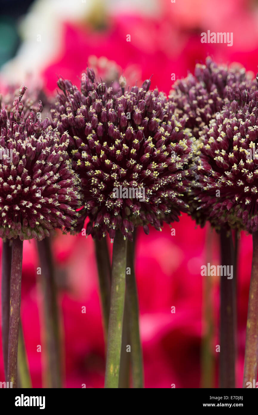 Allium amethystinum 'Rosso Mohicano" . Fioritura ornamentali cipolla Foto Stock