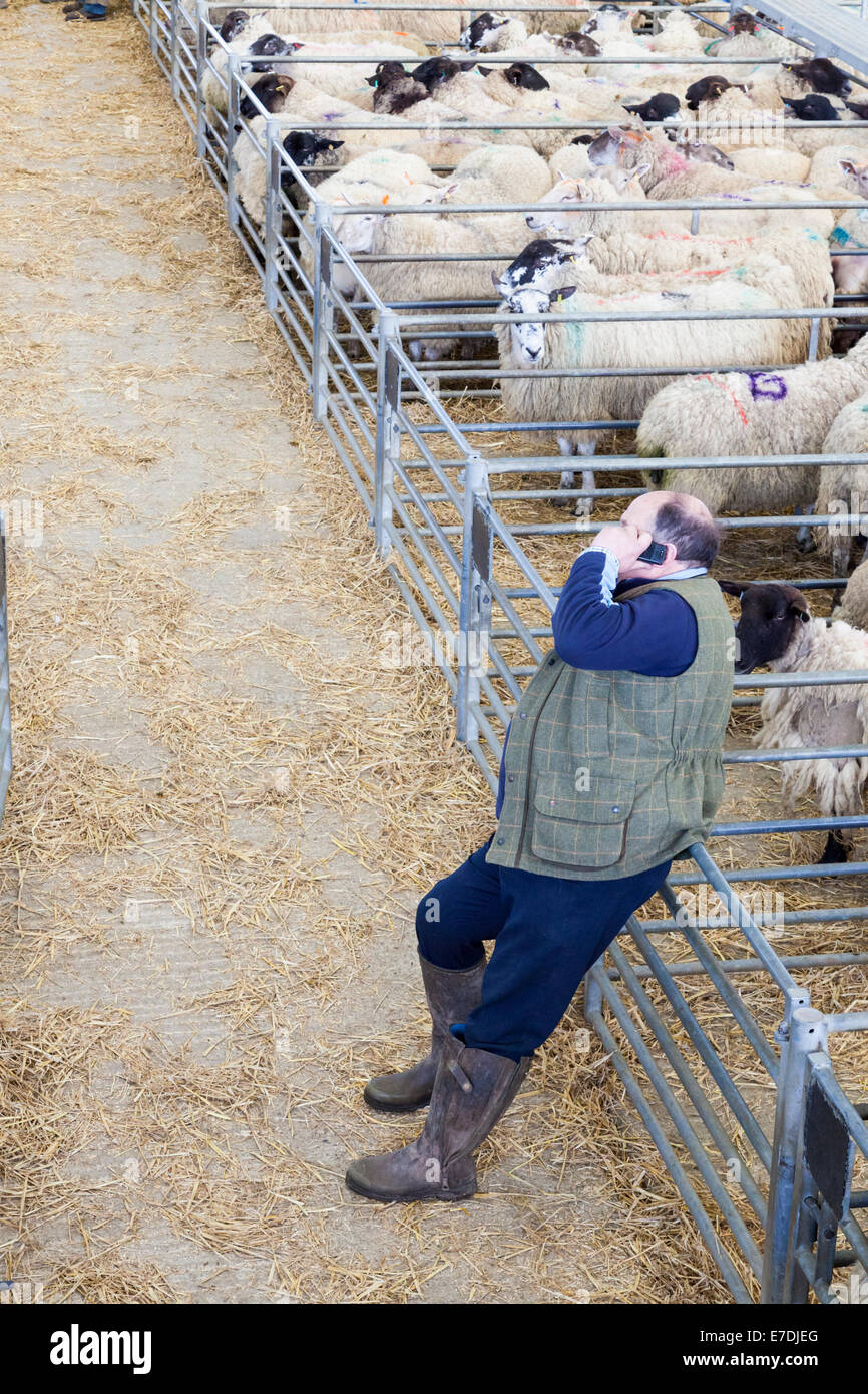 L'agricoltore al telefono asta di pecora, Melton Mowbray Mercato, Leicestershire, England, Regno Unito Foto Stock