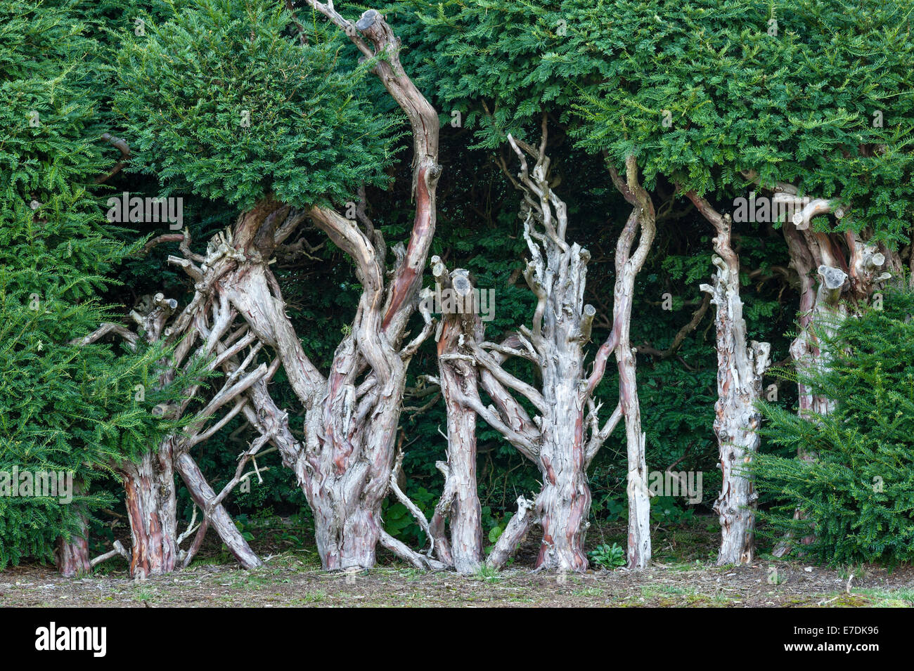 Un vecchio yew hedge cut hard torna a permettono di rigenerare Foto Stock