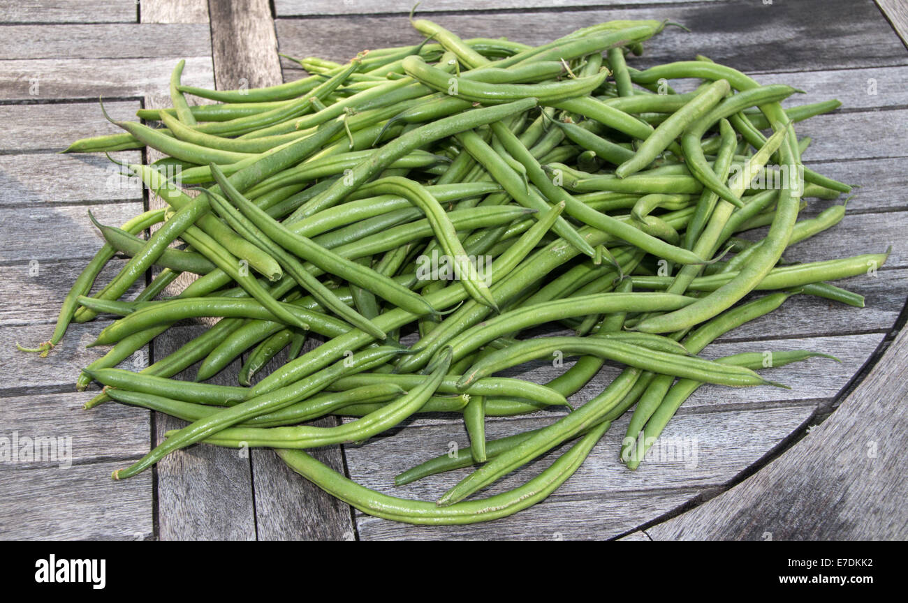 Un mucchio di appena raccolto i fagiolini verdi su un tavolo da giardino (terra) Foto Stock