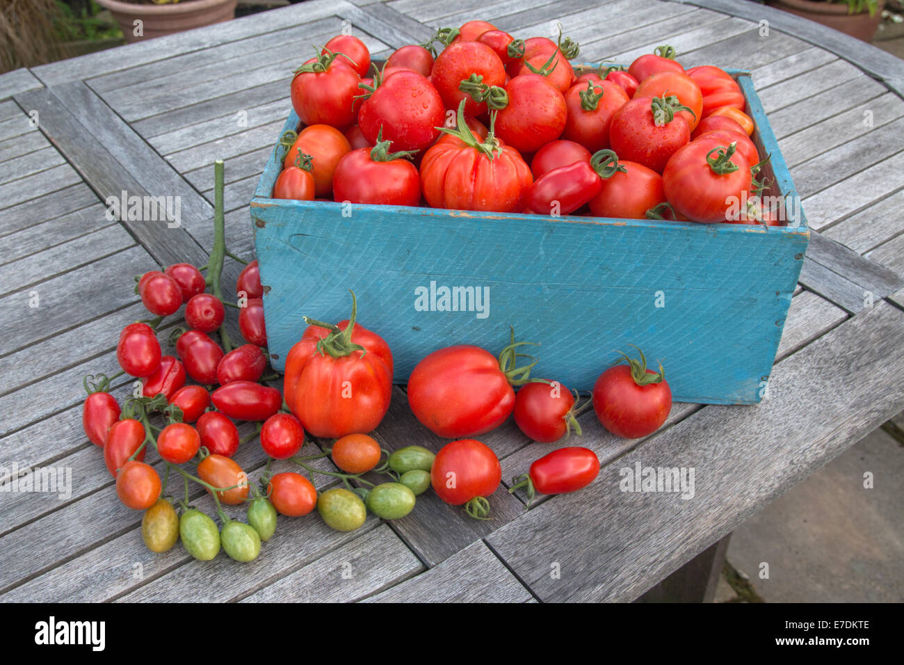 Una scatola di appena raccolto i pomodori con un architrave di piccoli i pomodorini davanti su un tavolo da giardino (terra) Foto Stock