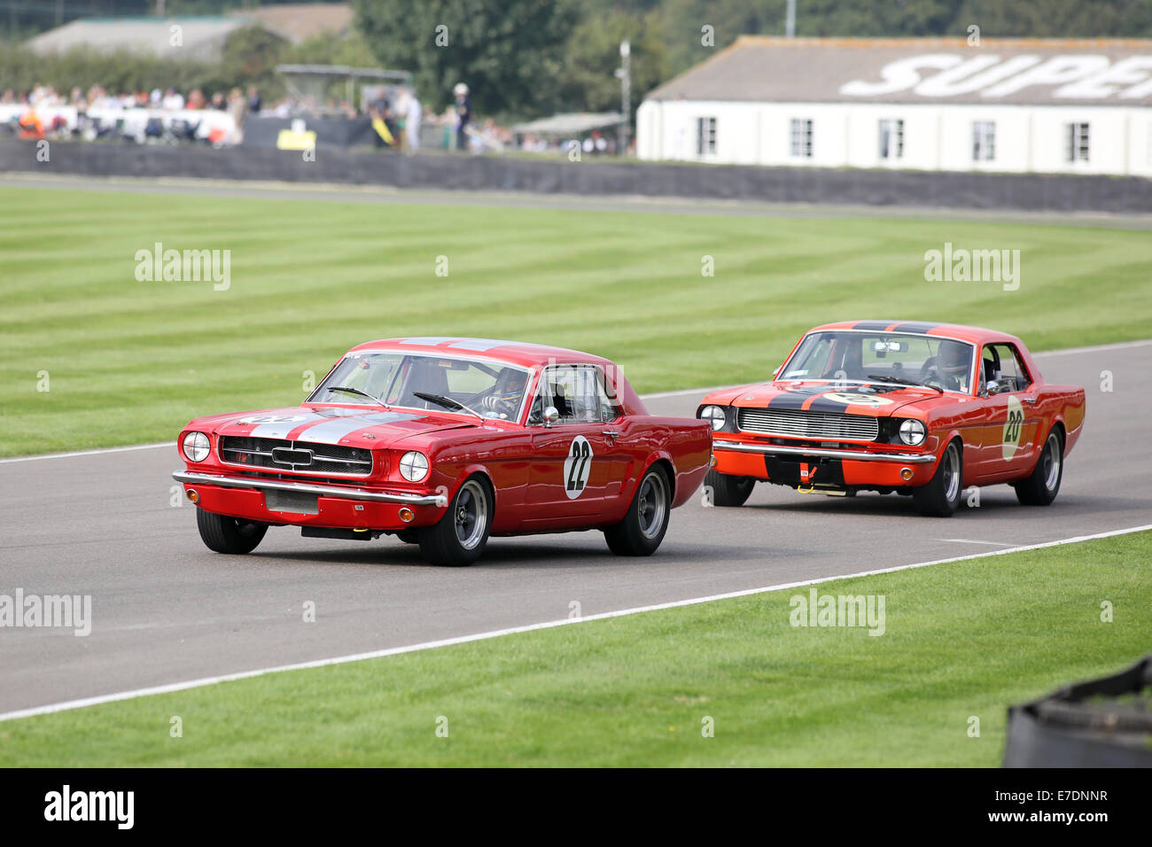 Chichester, West Sussex, Regno Unito. Xiii Sep, 2014. Immagini dal Goodwood 2014 - La Shelby Cup - Una gara per carrozze salone powered by piccolo blocco di motori V8 sul sessantesimo anniversario del piccolo blocco di motore V8. Un grande numero di Ford Mustang mariking auto del cinquantesimo anniversario ha preso su altri classici americani come la Ford Falcon, Plymouth Barracuda, Mercurio Comet ciclone e Dodge Dart. Mostra immagine: Nigel Greensall guida un 1965 Ford Mustang Credito: Oliver Dixon/Alamy Live News Foto Stock