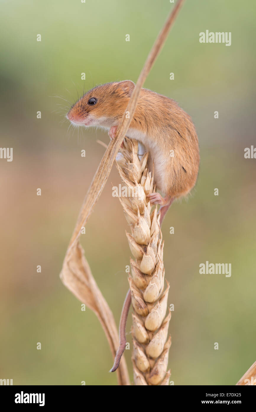 Harvest mouse su un covone di grano Foto Stock