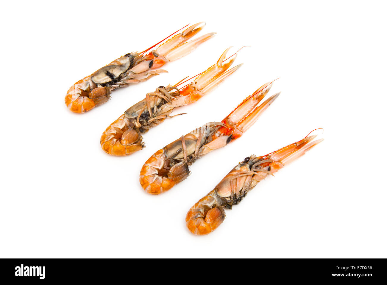 Langoustine (Nephrops norvegicus),la baia di Dublino gamberi o scampi isolato su un bianco di sfondo per studio. Foto Stock