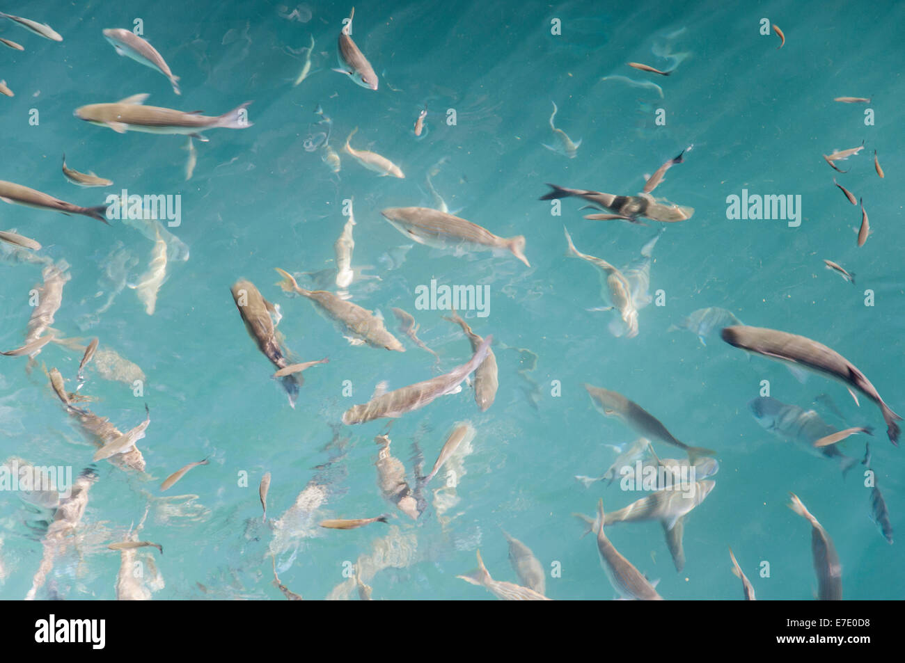 Molto grandi pesci in mare Foto Stock
