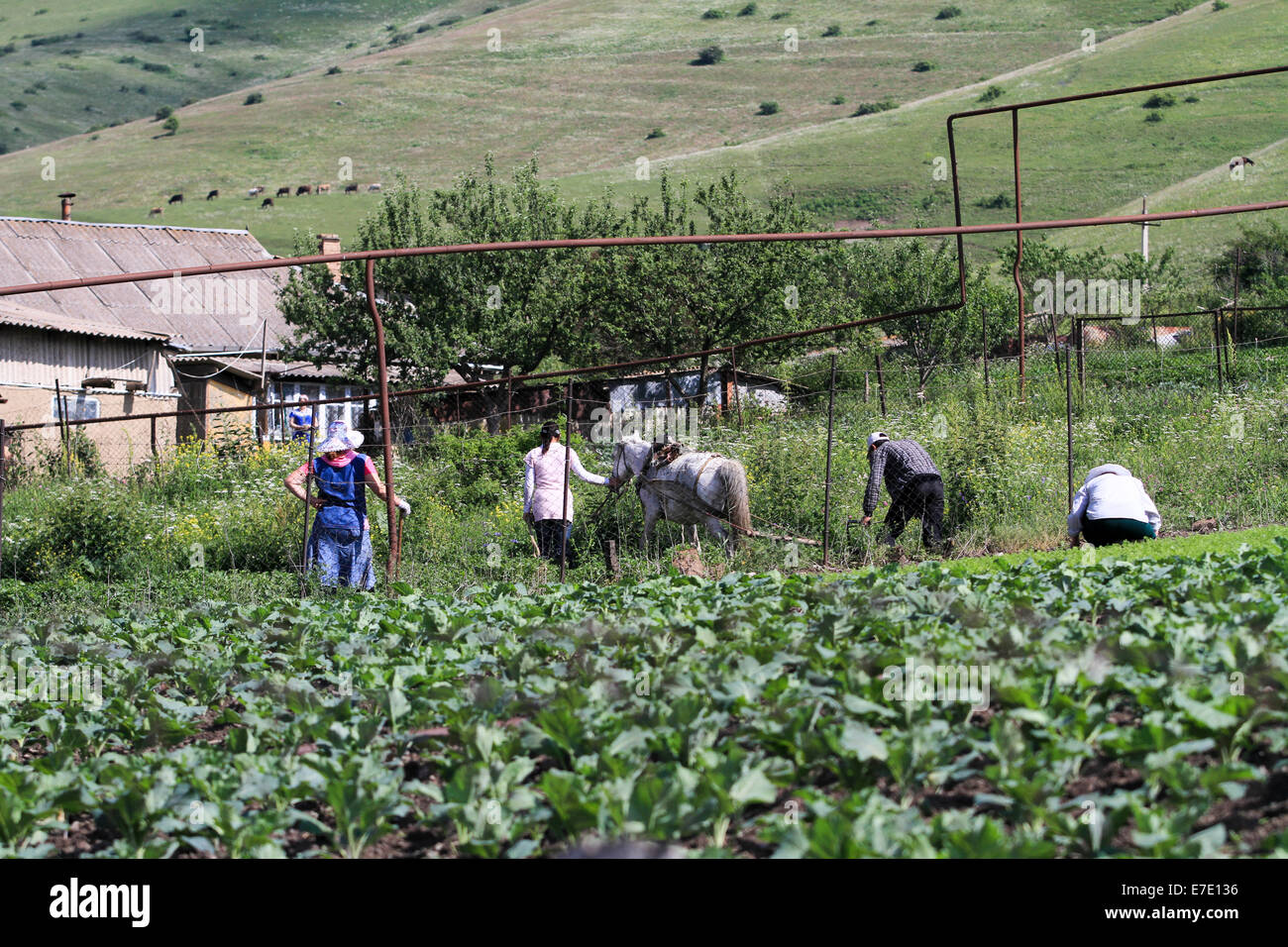 Gli agricoltori aratro il loro campo con un cavallo disegnato aratro a mano. Fotografato in Armenia Foto Stock