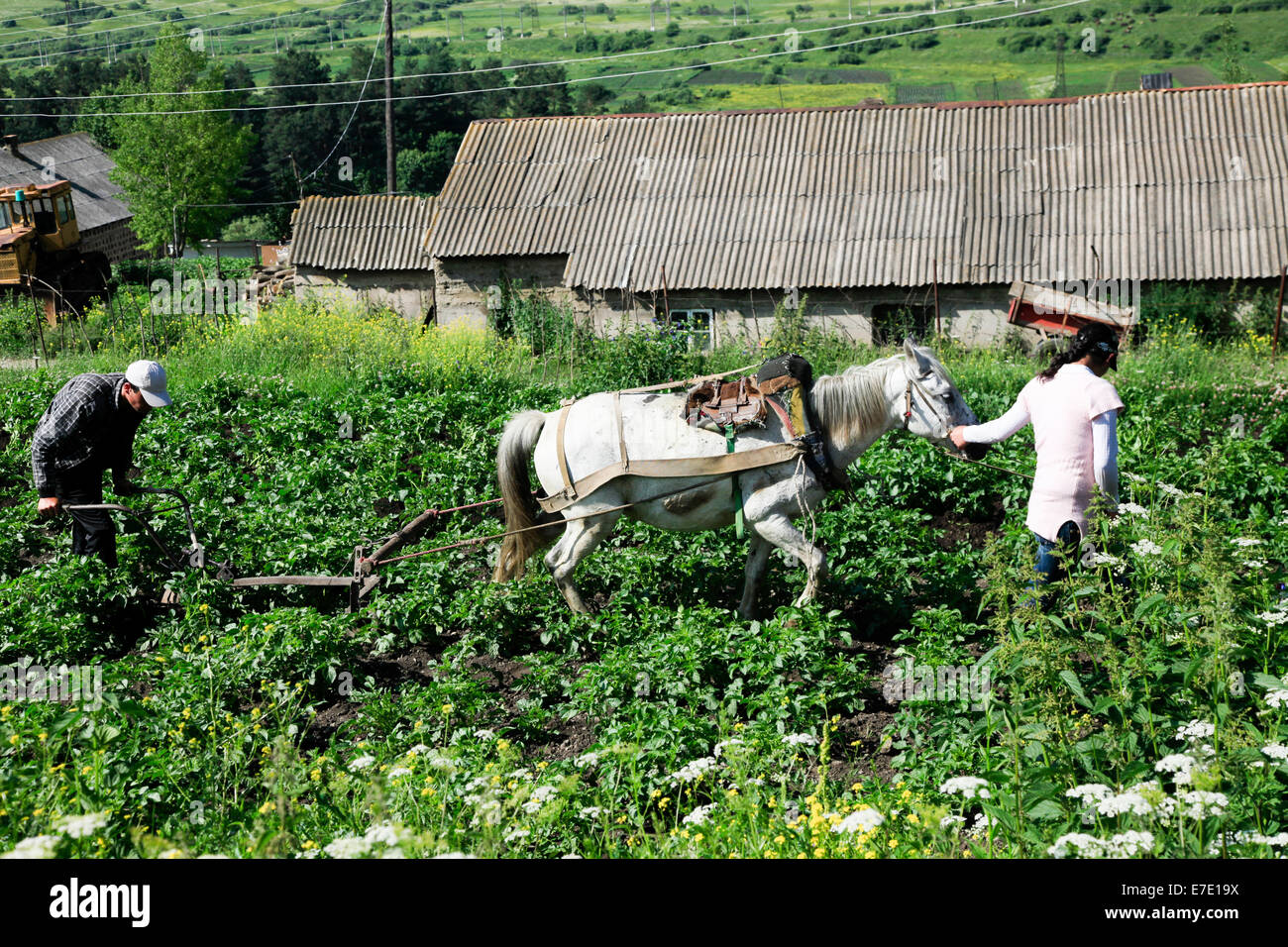 Gli agricoltori aratro il loro campo con un cavallo disegnato aratro a mano. Fotografato in Armenia Foto Stock