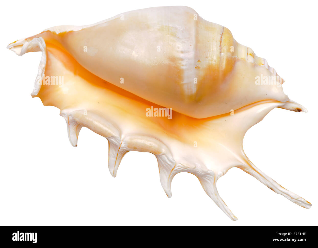 Le cozze e shell isolate su sfondo bianco Foto Stock