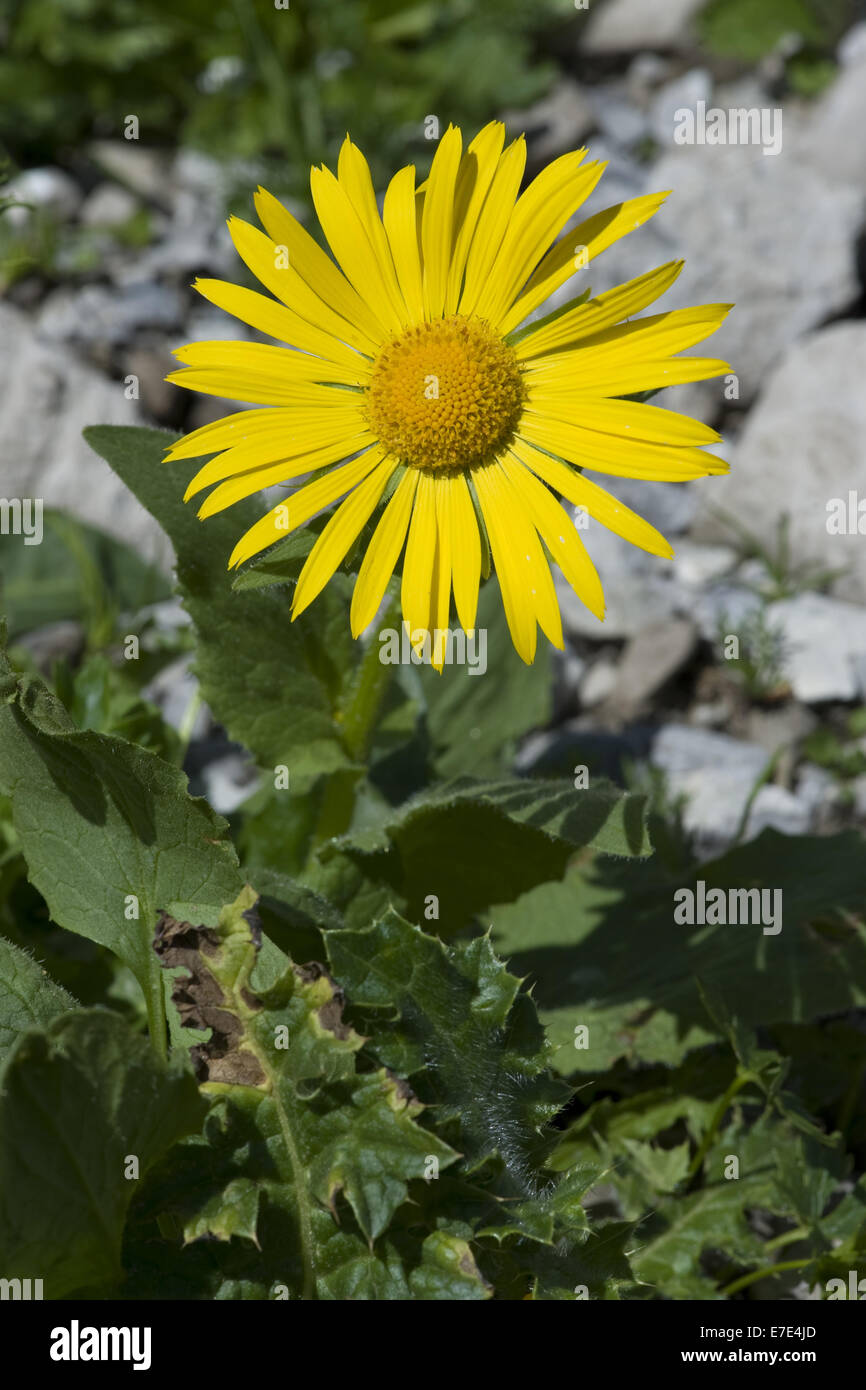 A FIORE GRANDE leopard's-bane, doronicum grandiflorum Foto Stock