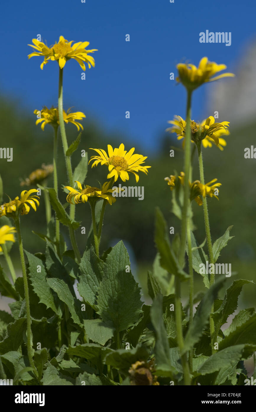 A FIORE GRANDE leopard's-bane, doronicum grandiflorum Foto Stock