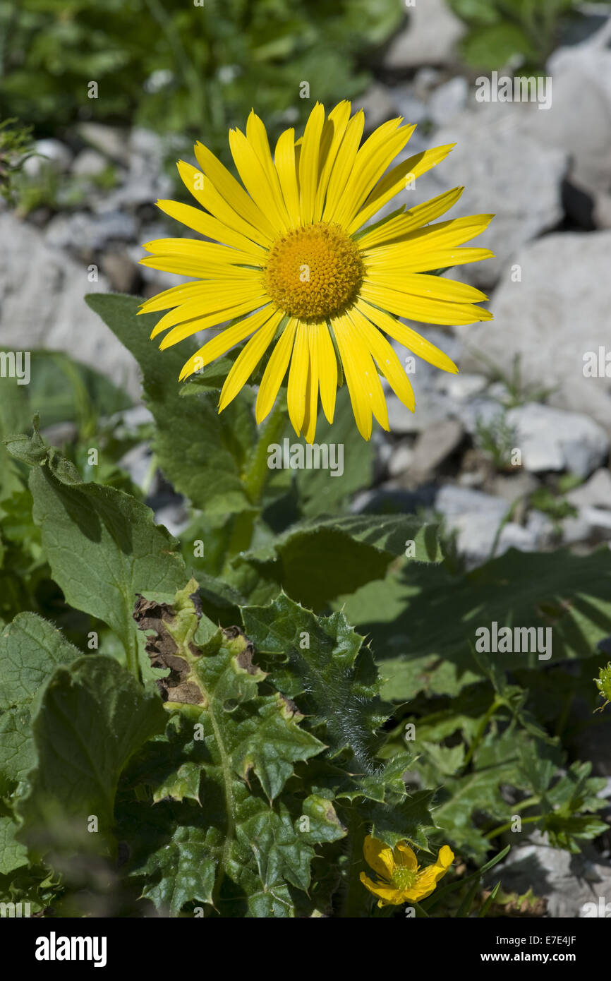 A FIORE GRANDE leopard's-bane, doronicum grandiflorum Foto Stock