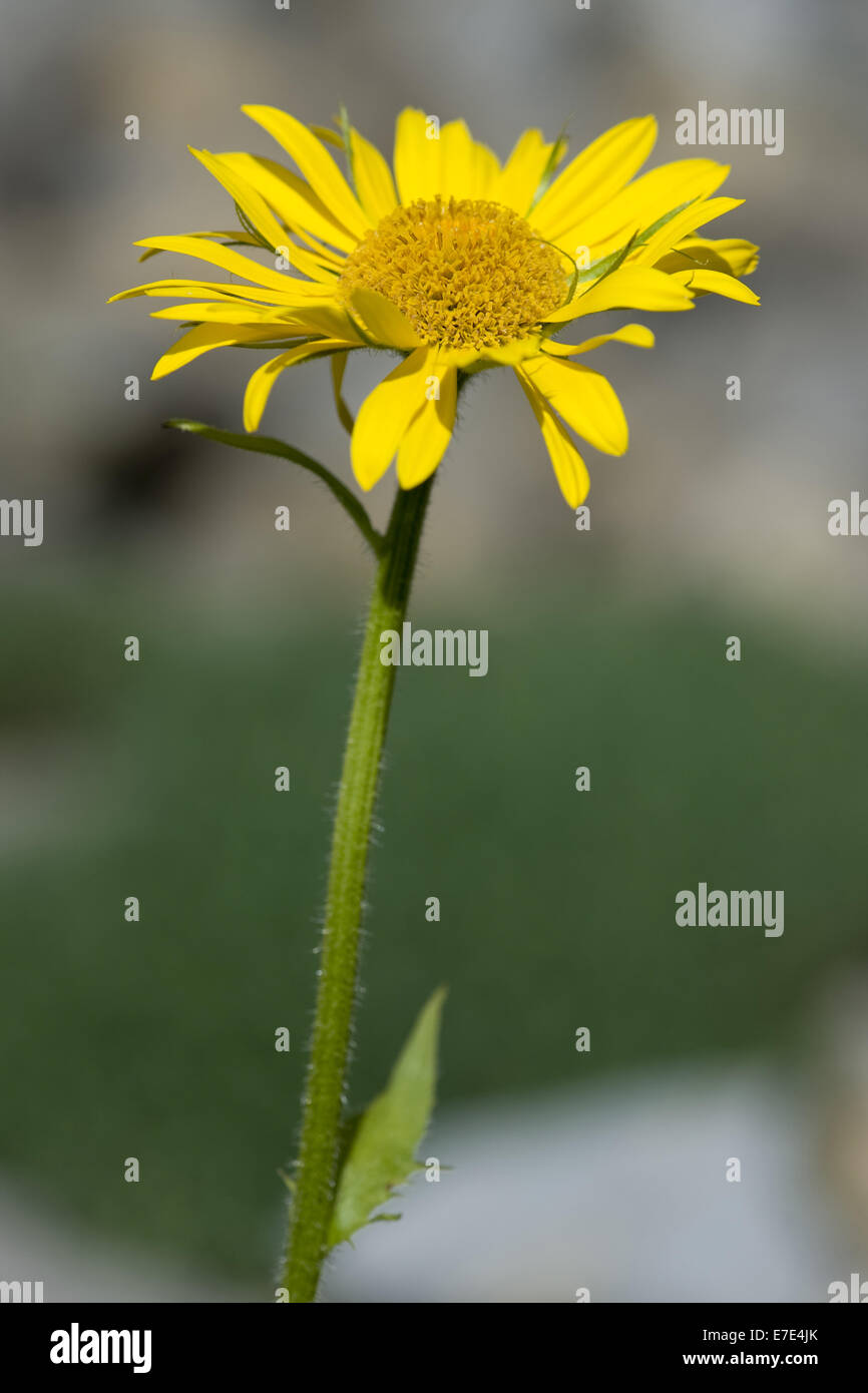 A FIORE GRANDE leopard's-bane, doronicum grandiflorum Foto Stock