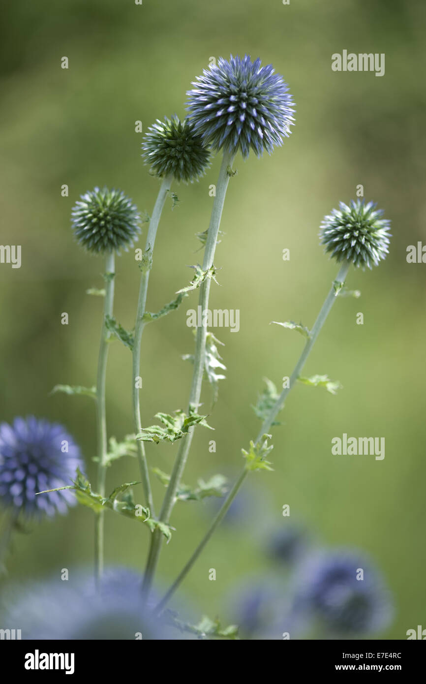 Globe thistle, echinops ritro ssp. ruthenicus Foto Stock