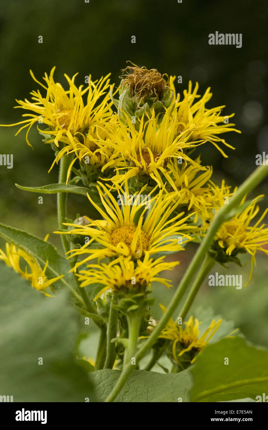 Enula, Inula helenium Foto Stock