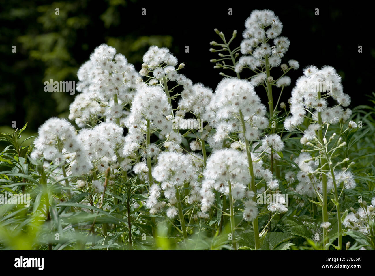 Butterbur bianco, Petasites albus Foto Stock