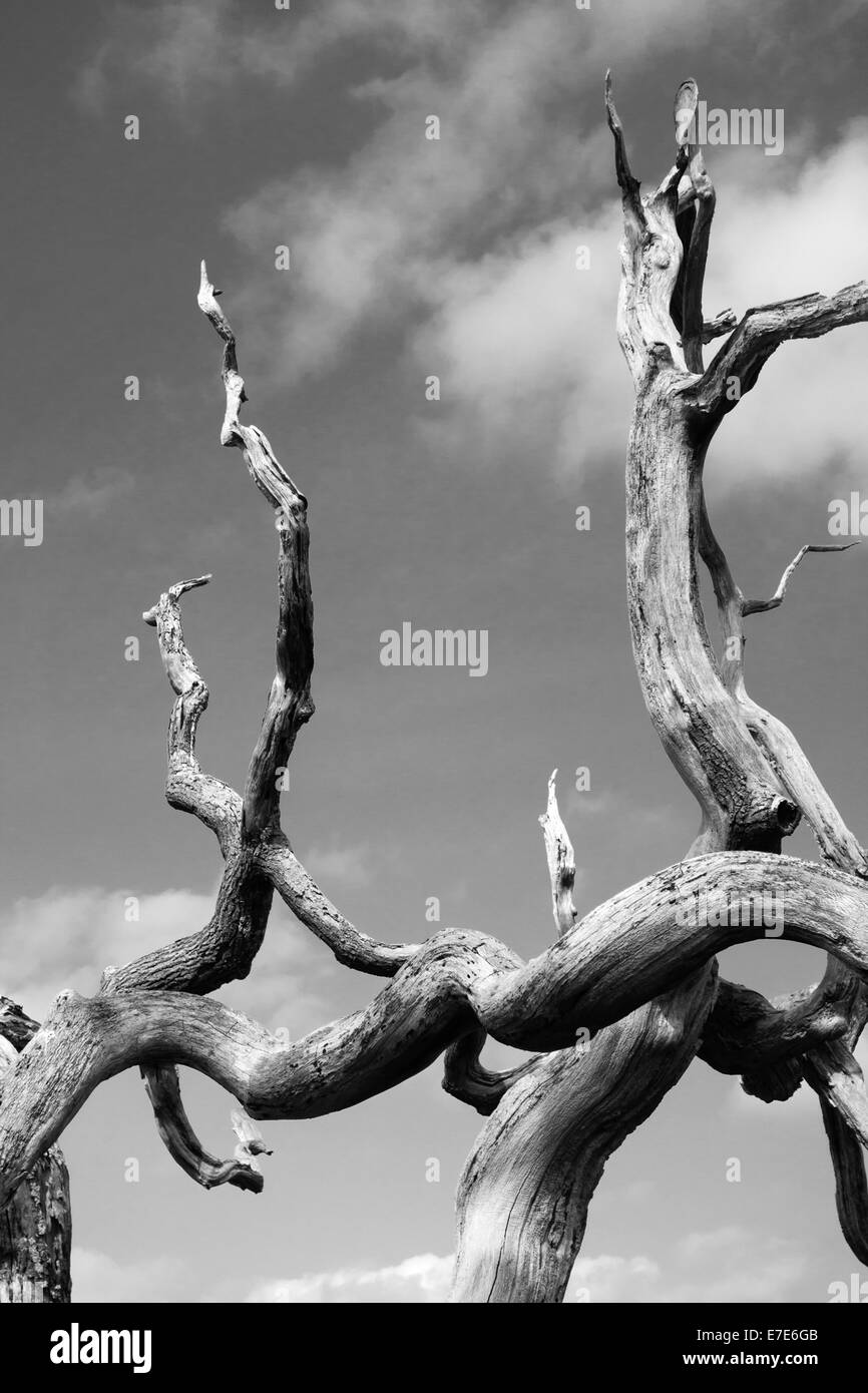 I rami ritorti di un albero di quercia morto e caduto (b/w), Galles, Regno Unito Foto Stock