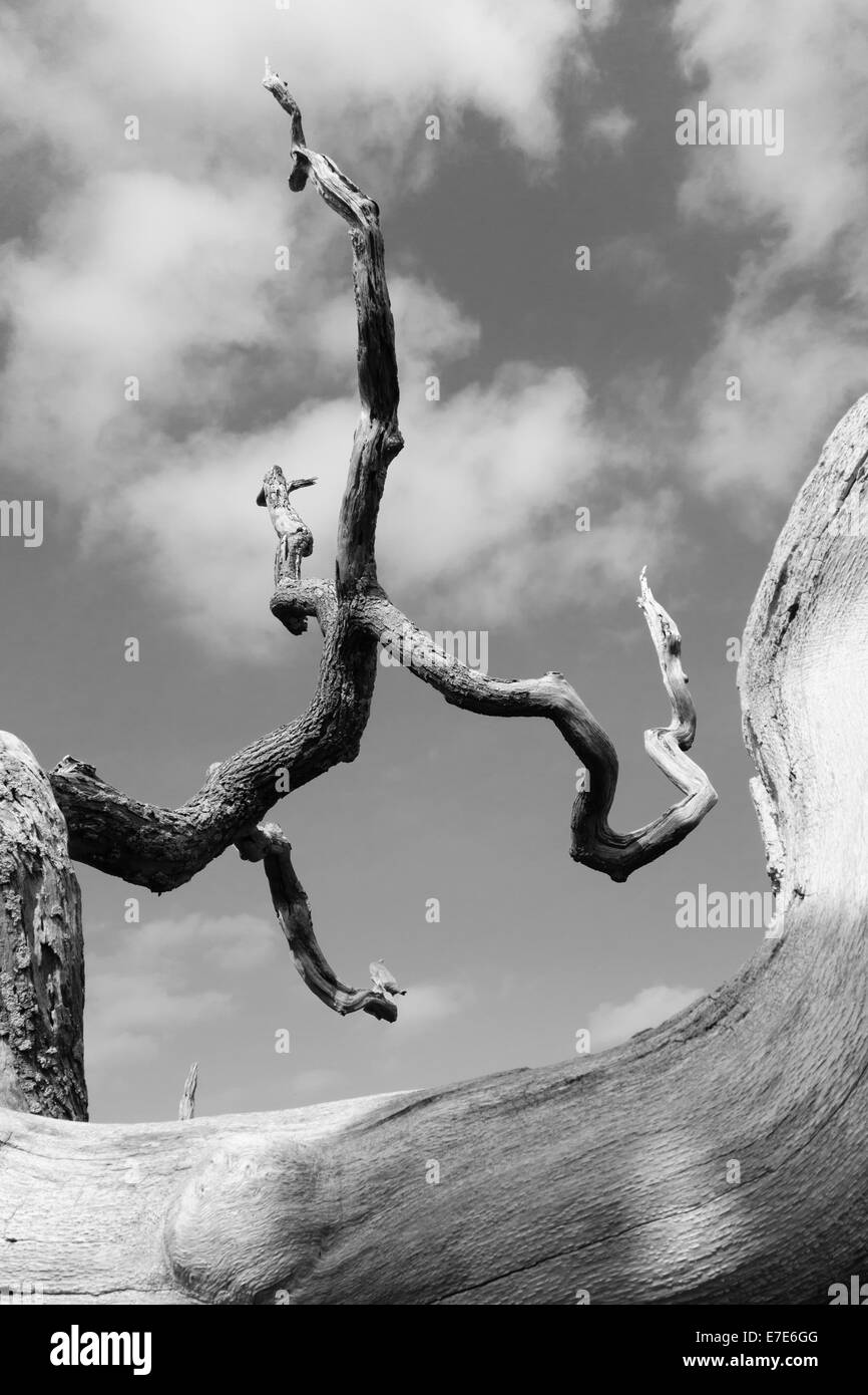 I rami ritorti di un albero di quercia morto e caduto (b/w), Galles, Regno Unito Foto Stock